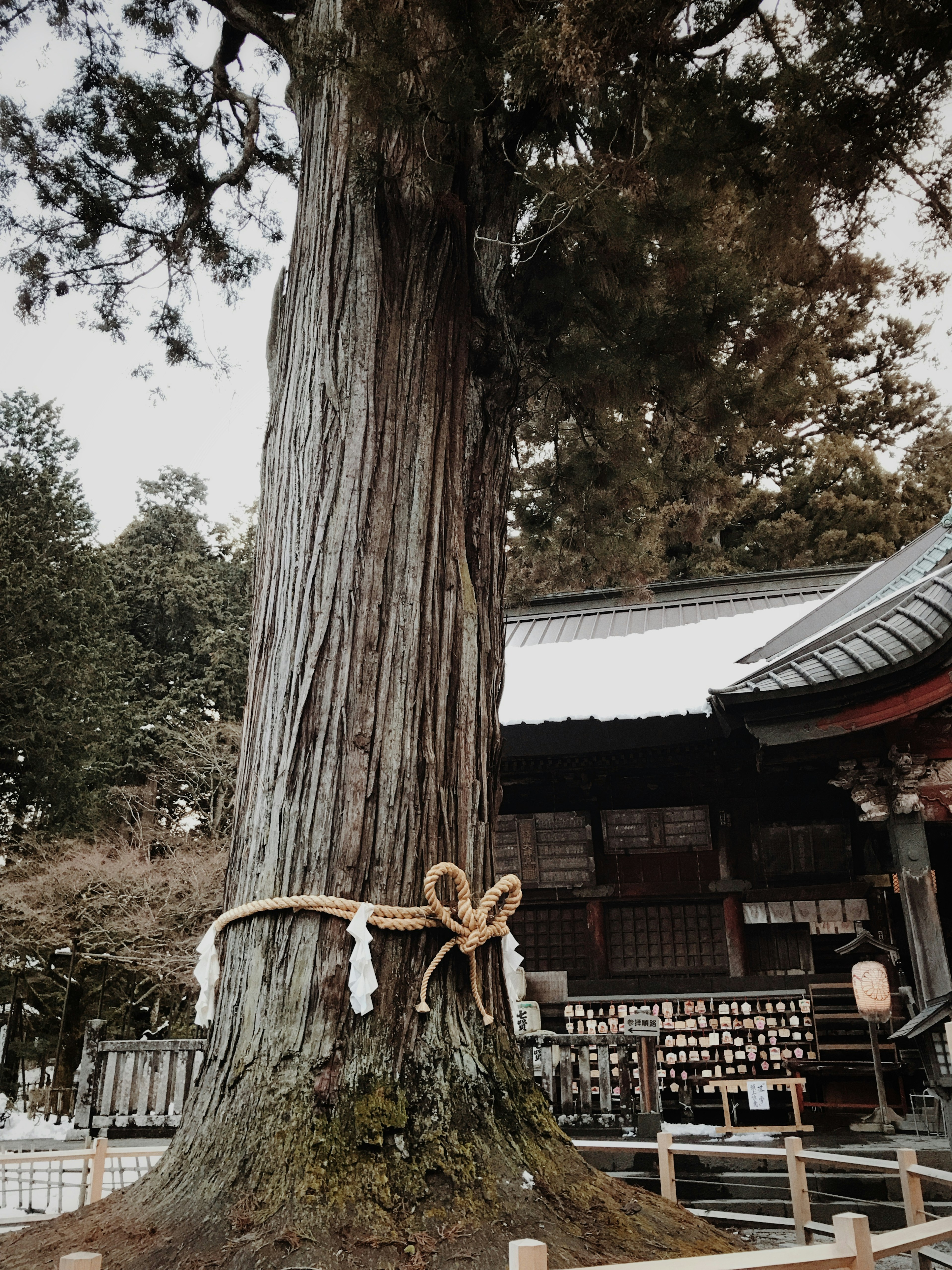 A sacred cedar tree wrapped in shimenawa at a shrine