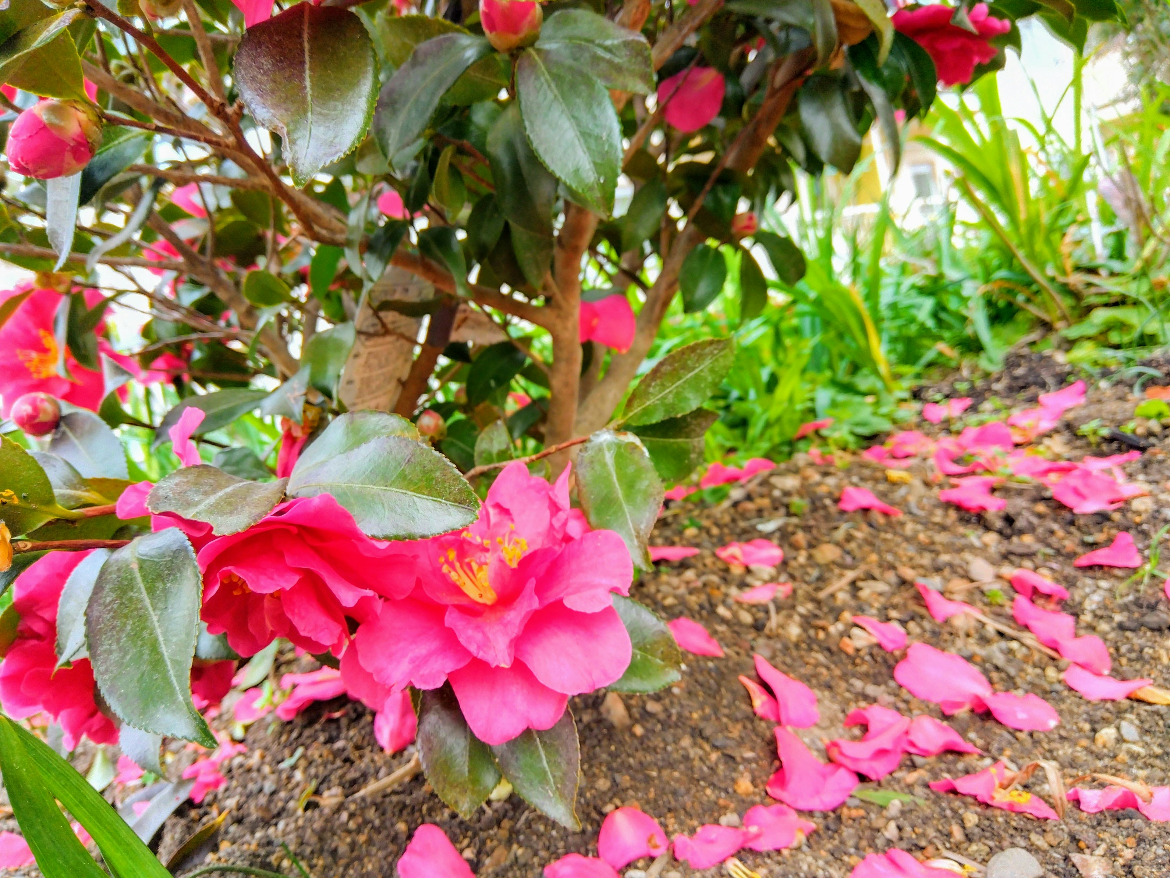 鮮やかなピンクの花が咲くカメリアの木とその周りに散らばる花びら