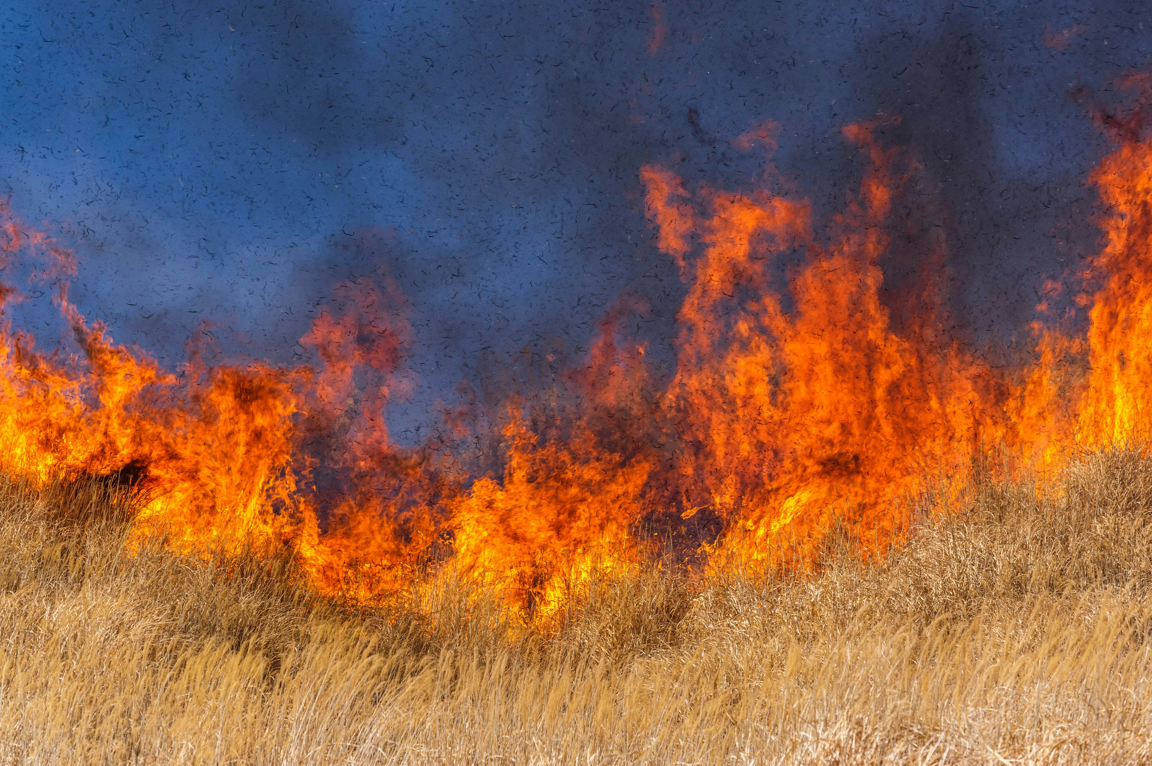 Fiamme che avvolgono un paesaggio erboso