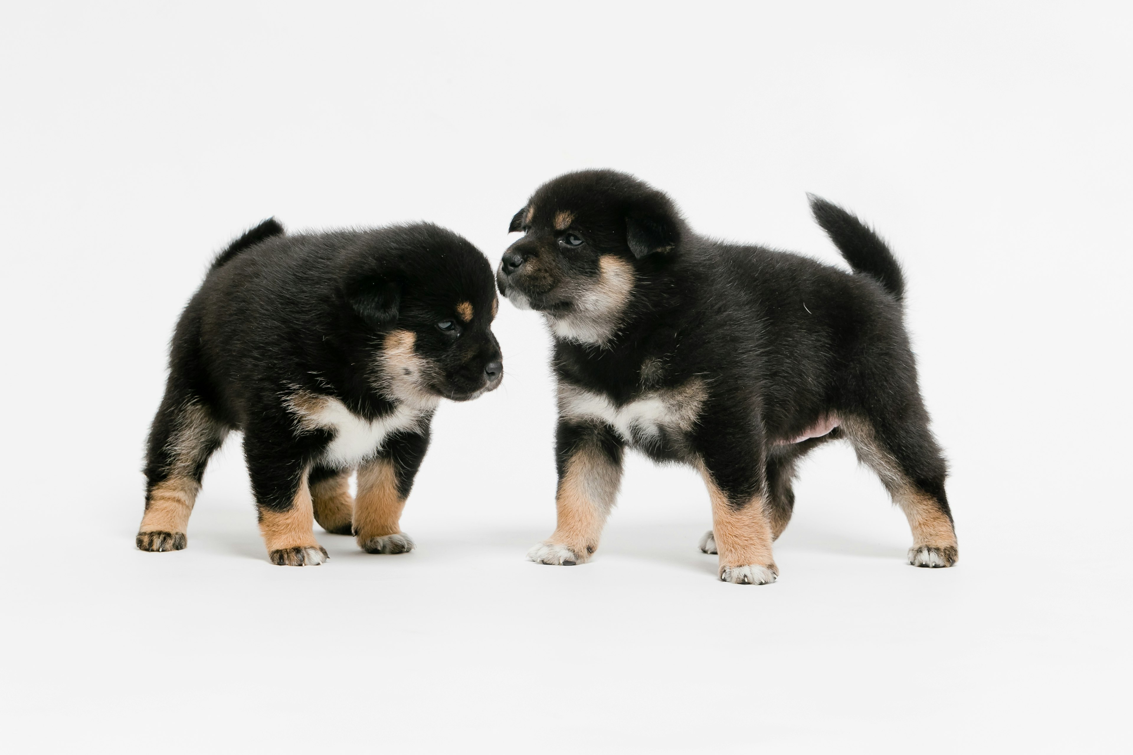 Dua anak anjing berinteraksi satu sama lain