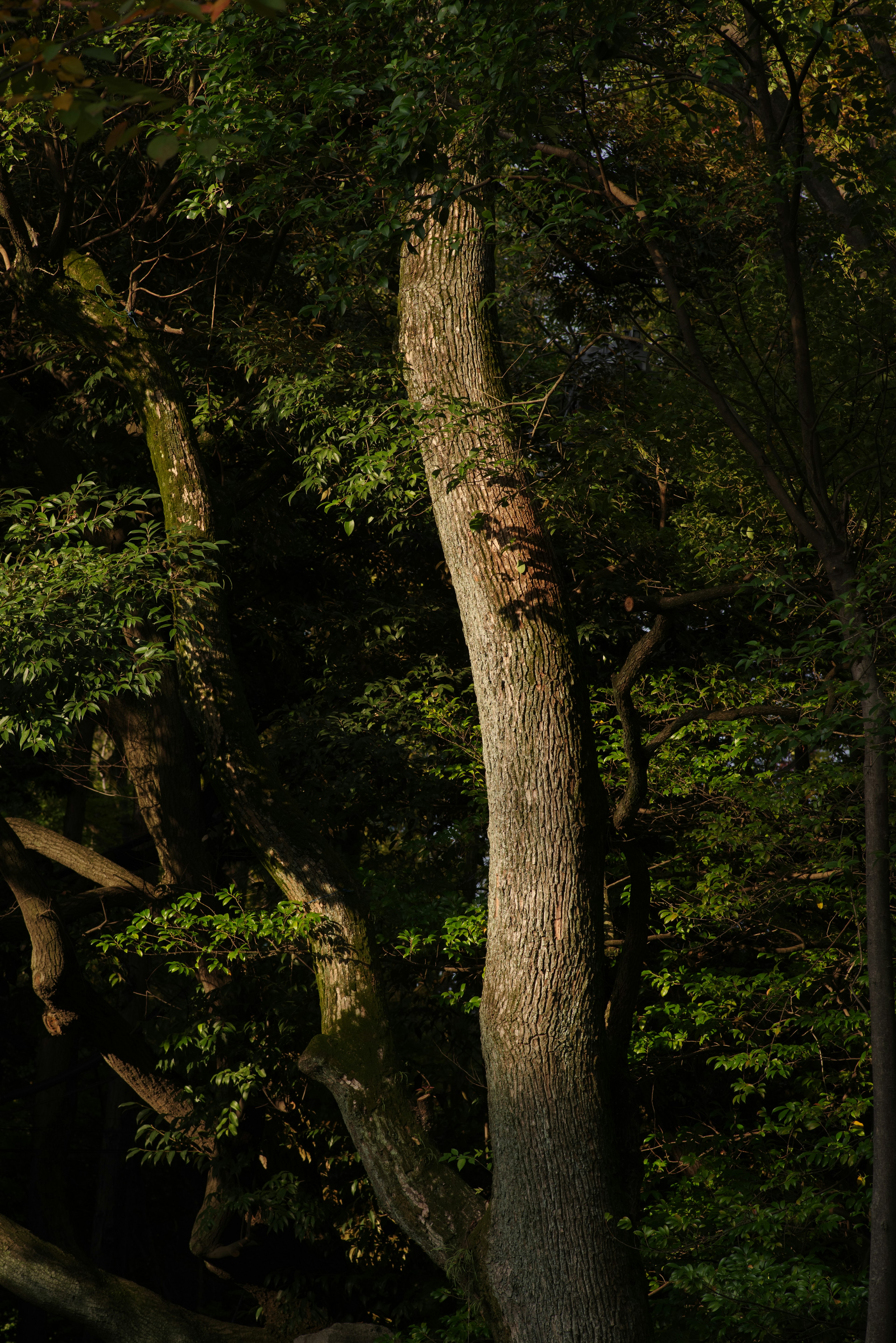 Tall tree trunk surrounded by green leaves and shadows