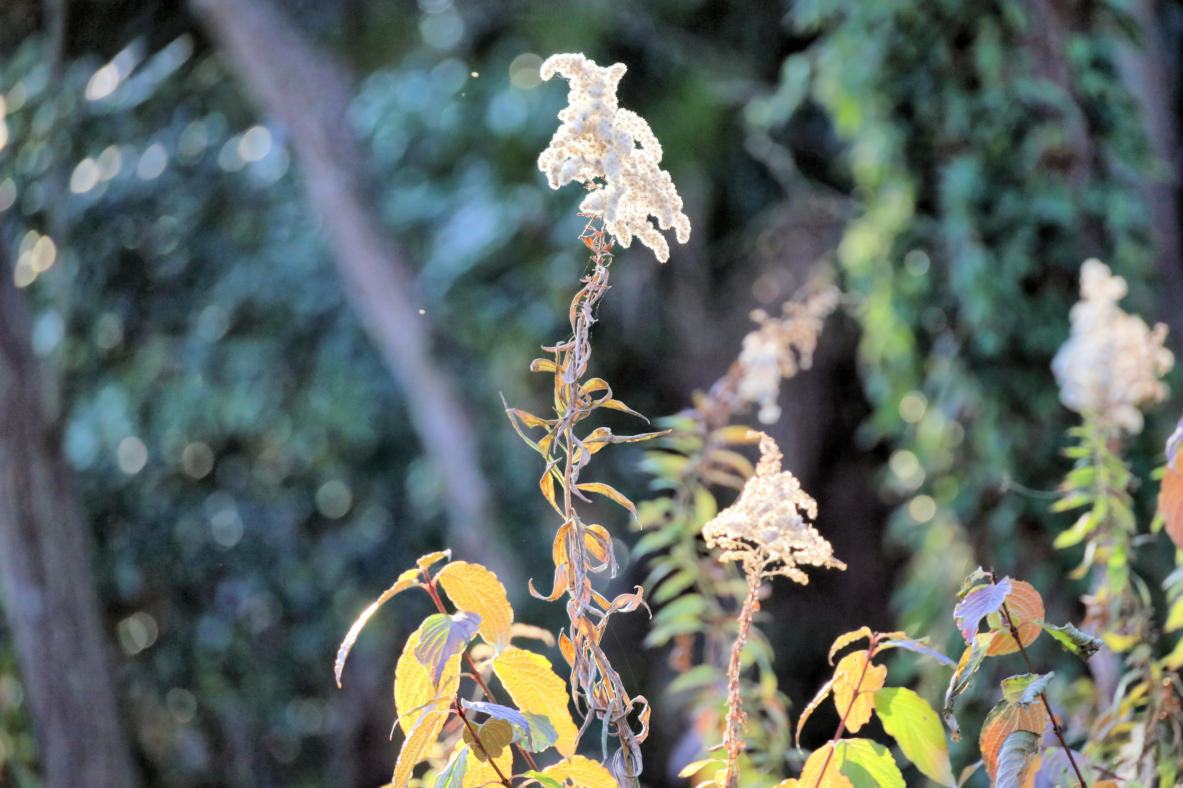 白い花と黄色い葉を持つ植物が背景の緑の中に立っている