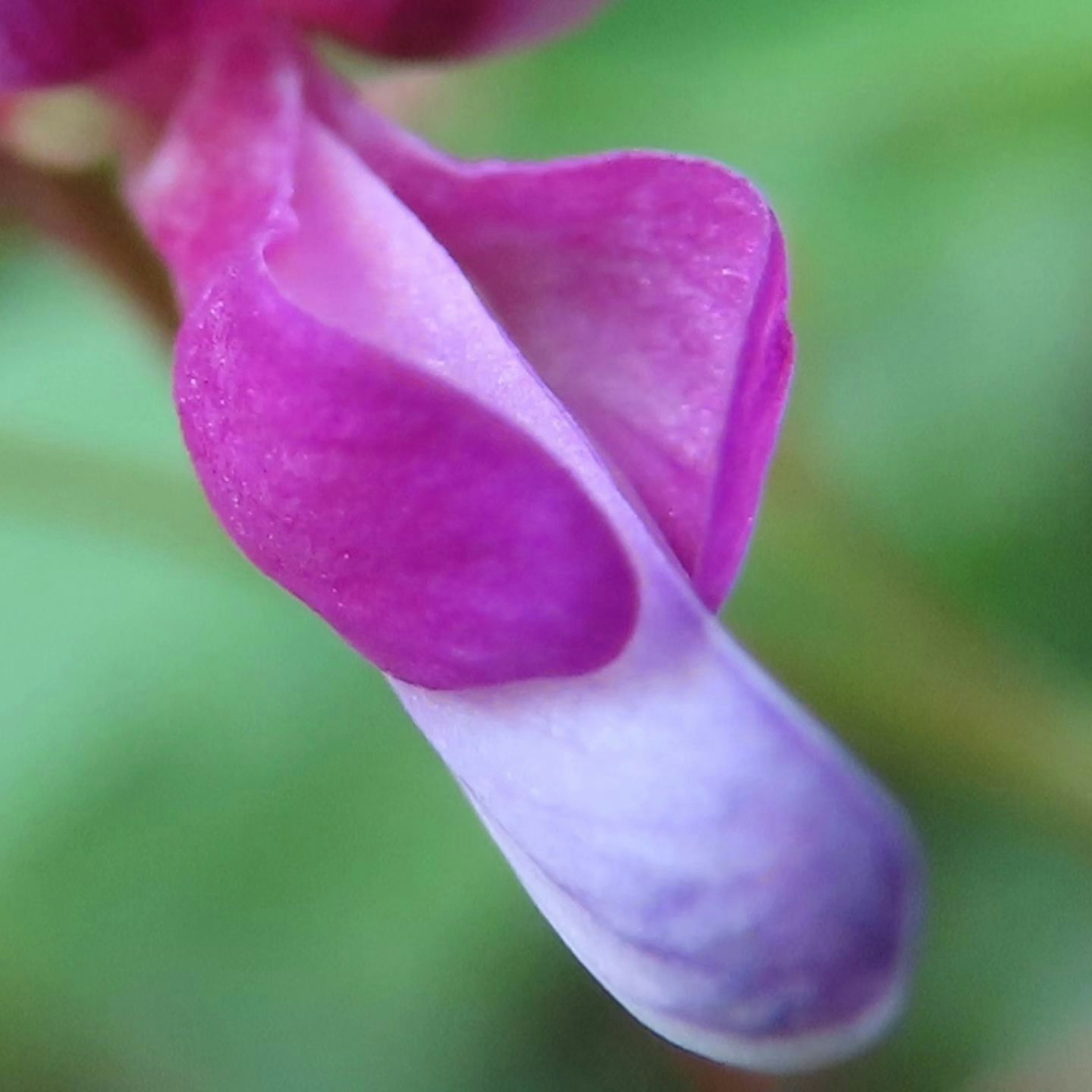 特寫美麗的花朵，帶有紫色和白色花瓣