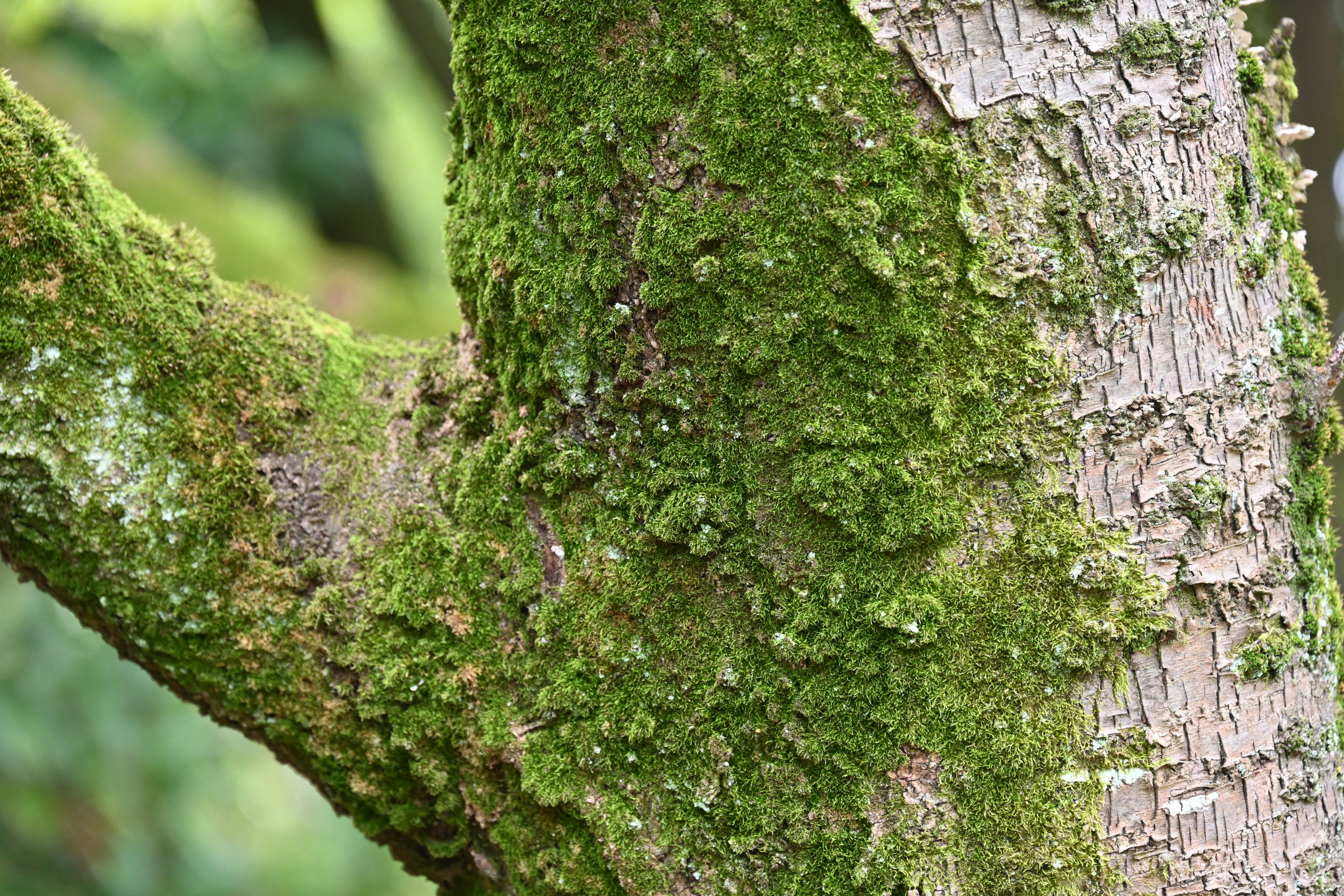 Immagine ravvicinata di un tronco d'albero coperto di muschio che mostra una texture dettagliata e muschio verde vibrante