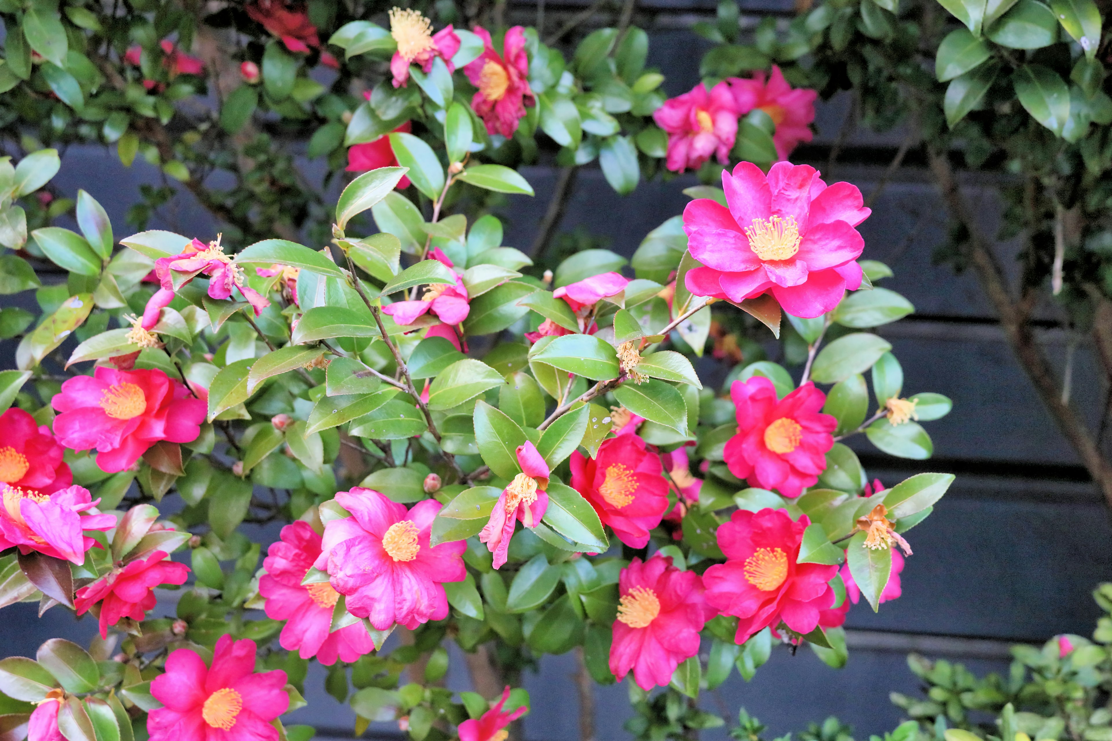 Branche de fleurs roses vives avec des feuilles vertes