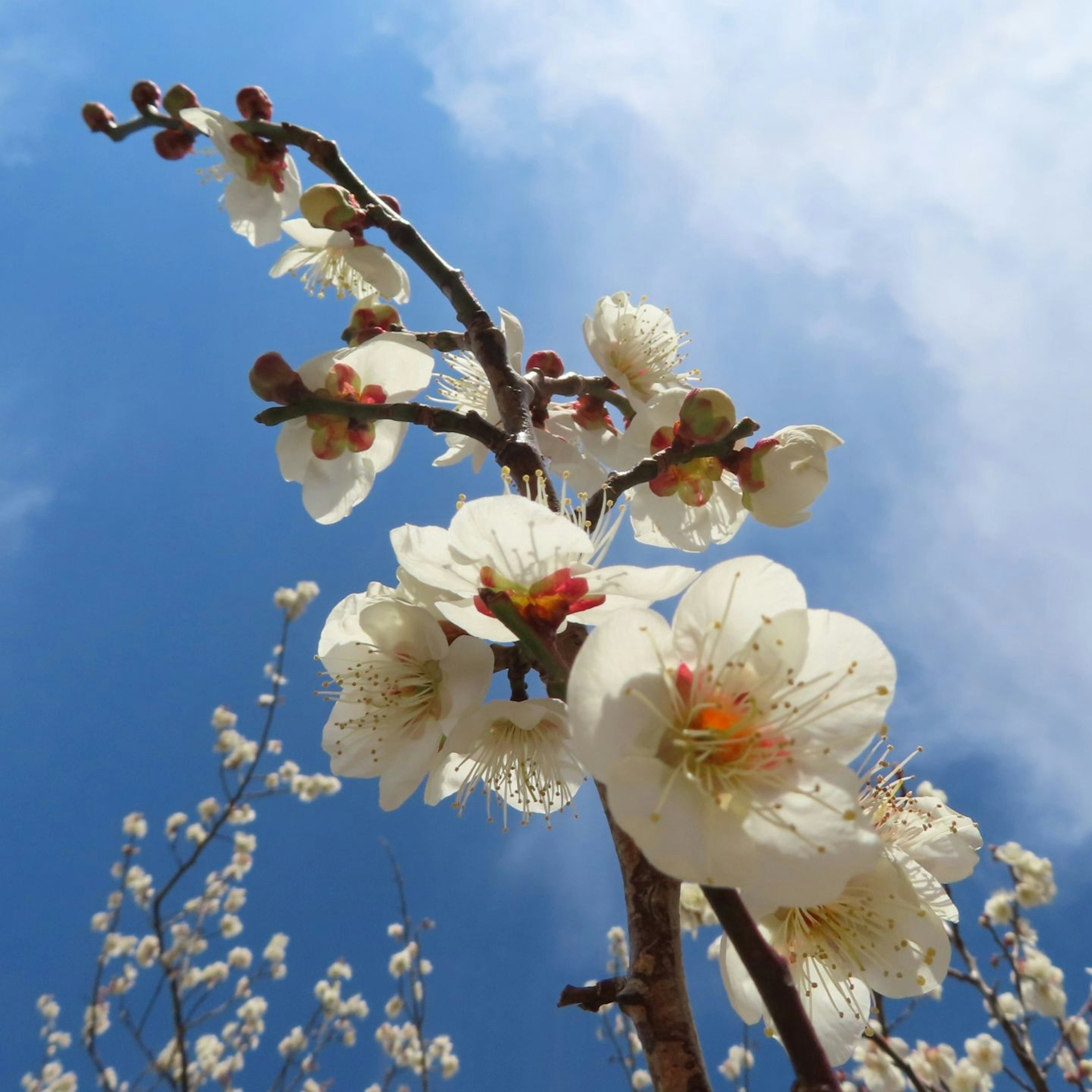 Ein Ast mit weißen Blüten vor einem blauen Himmel