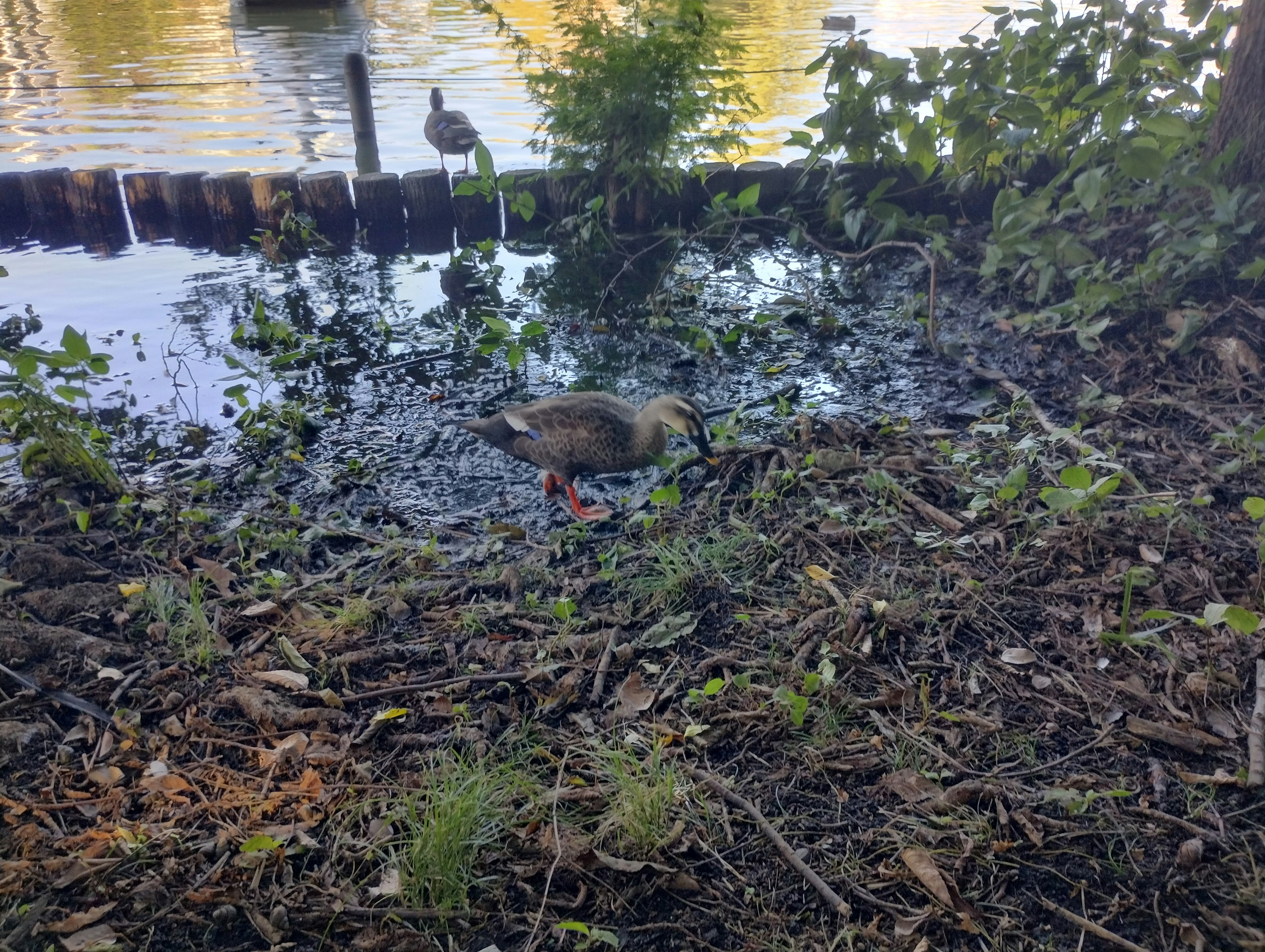 水辺で餌を探しているカモの姿と緑の植物