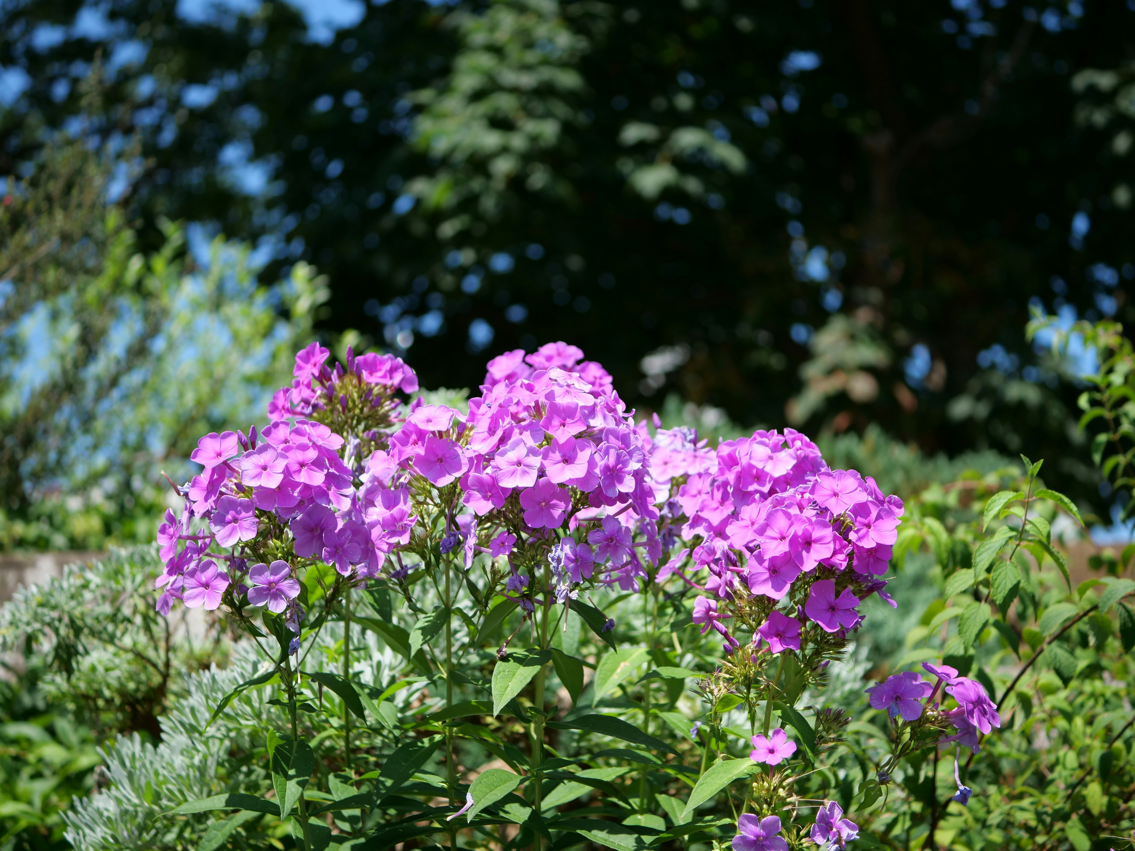 鮮やかな紫色のフロックスの花が咲いている緑豊かな庭の風景