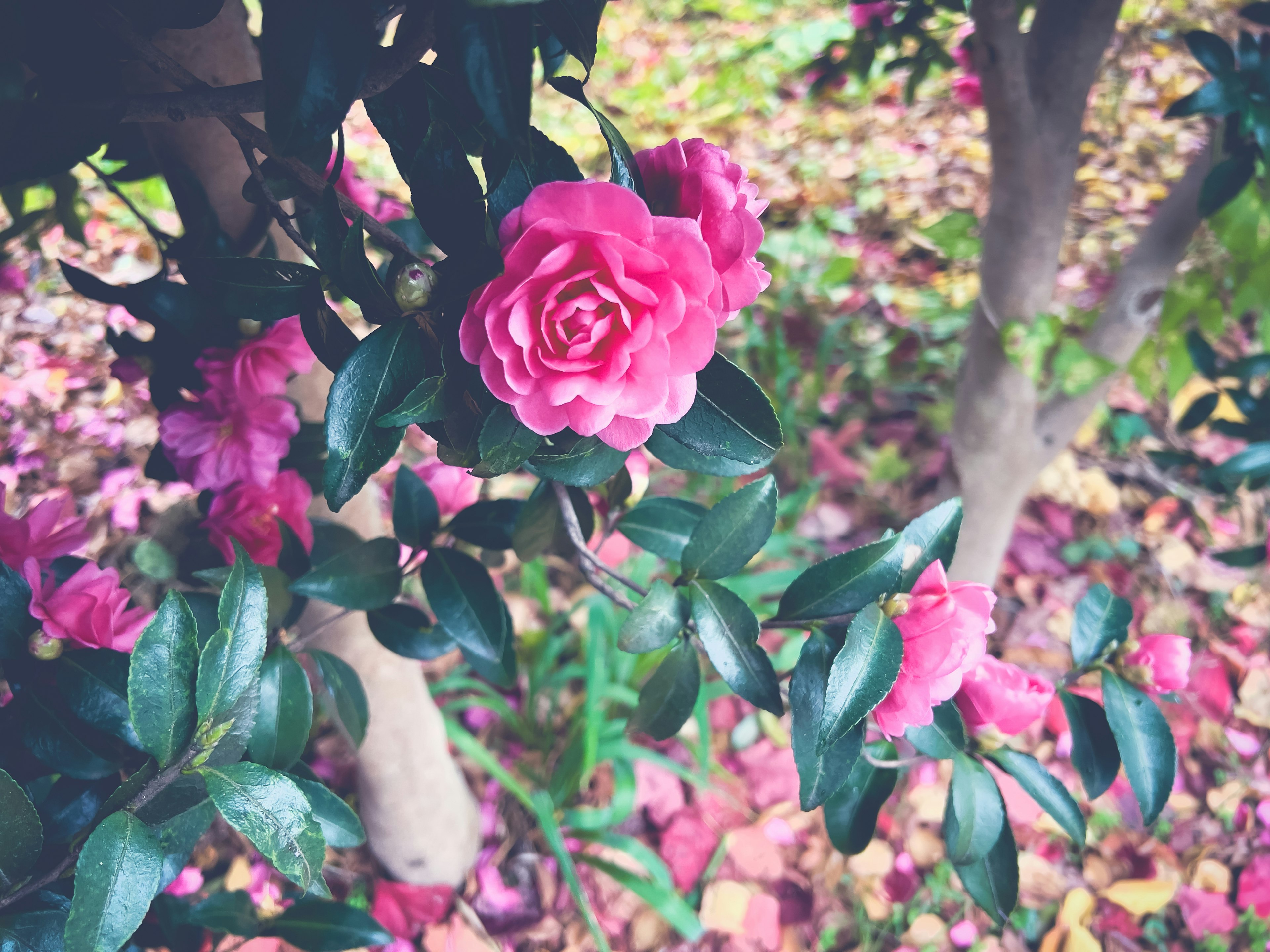 Primer plano de una planta con flores rosas y hojas verdes