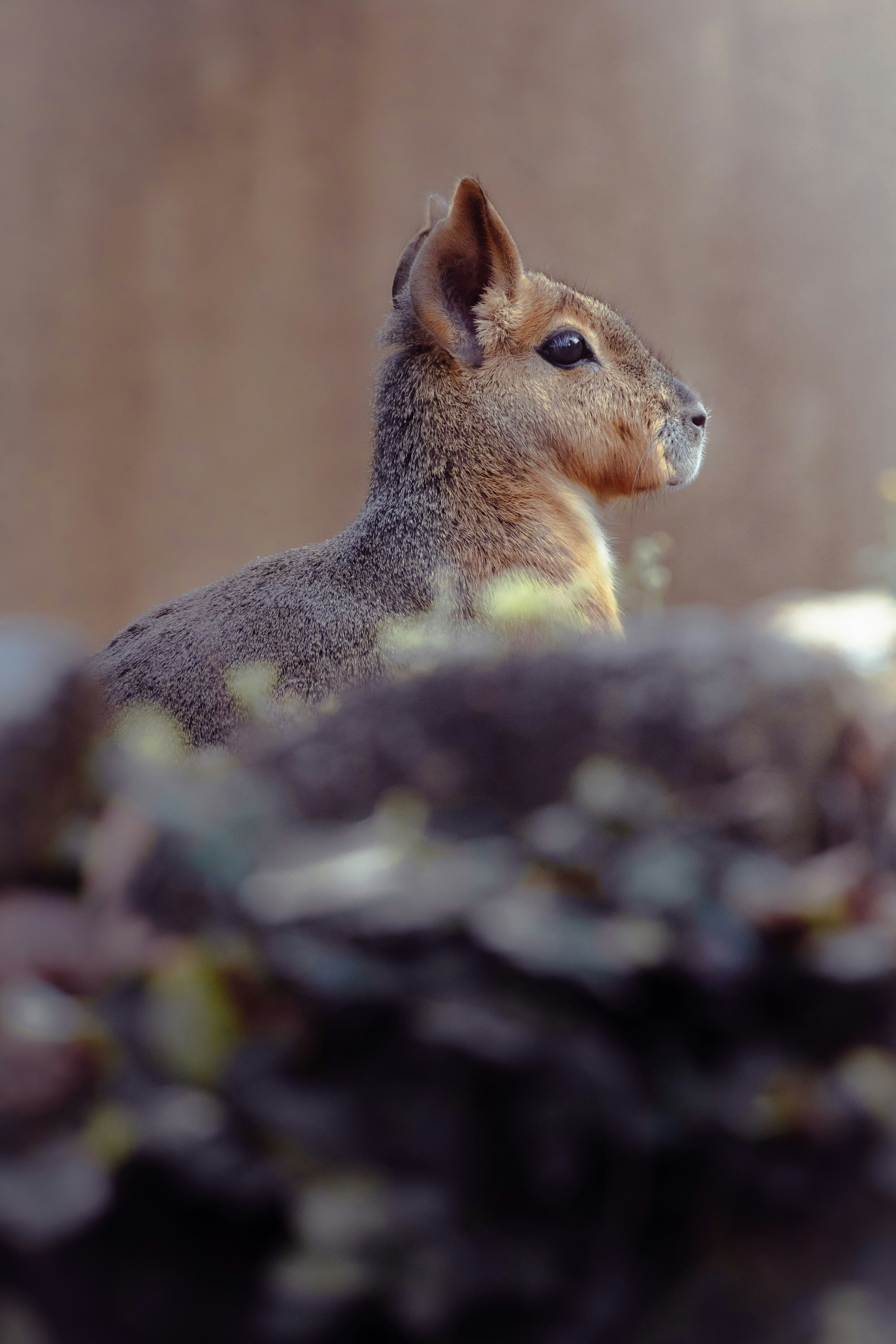 Primo piano di un piccolo animale di profilo con piante sfocate sullo sfondo