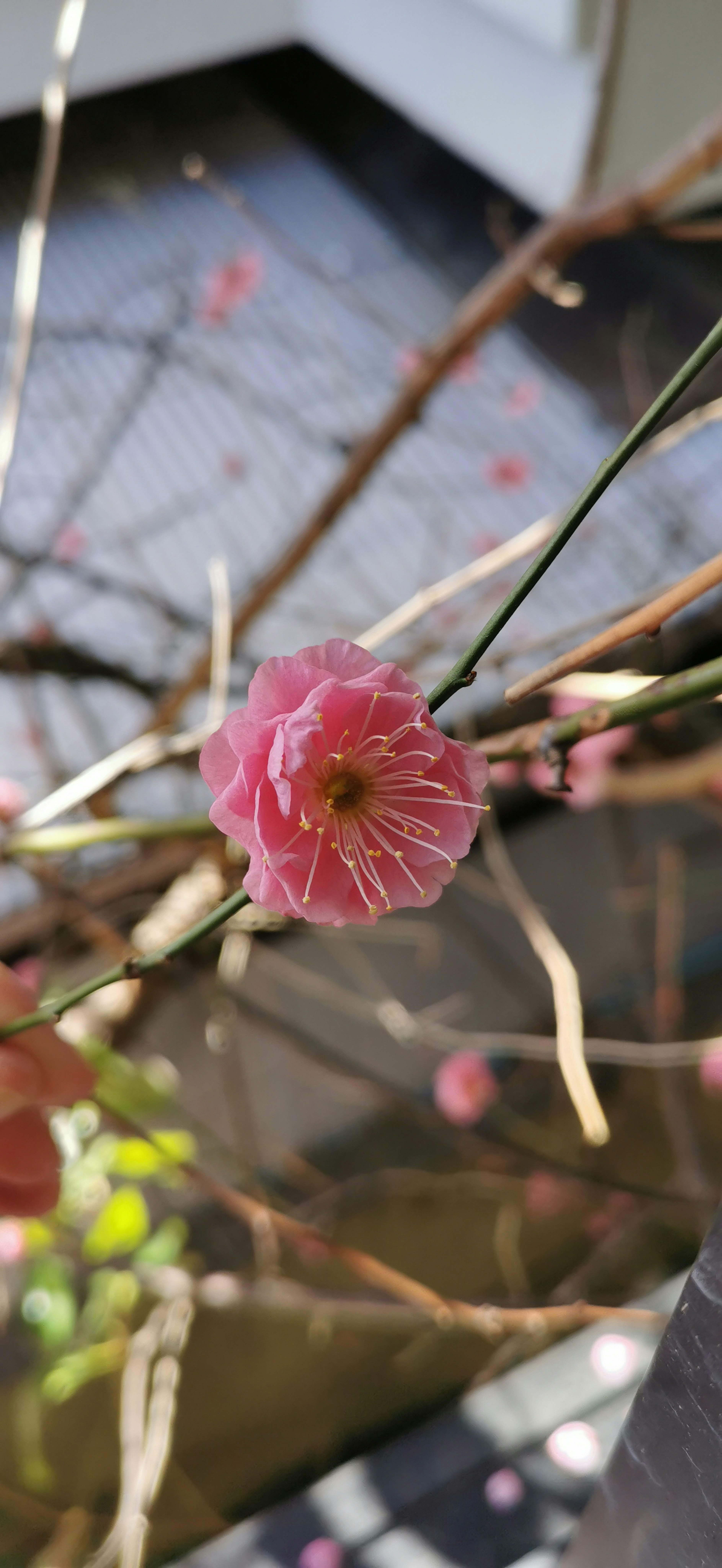 Nahaufnahme einer rosa Blume, die an einem Zweig blüht