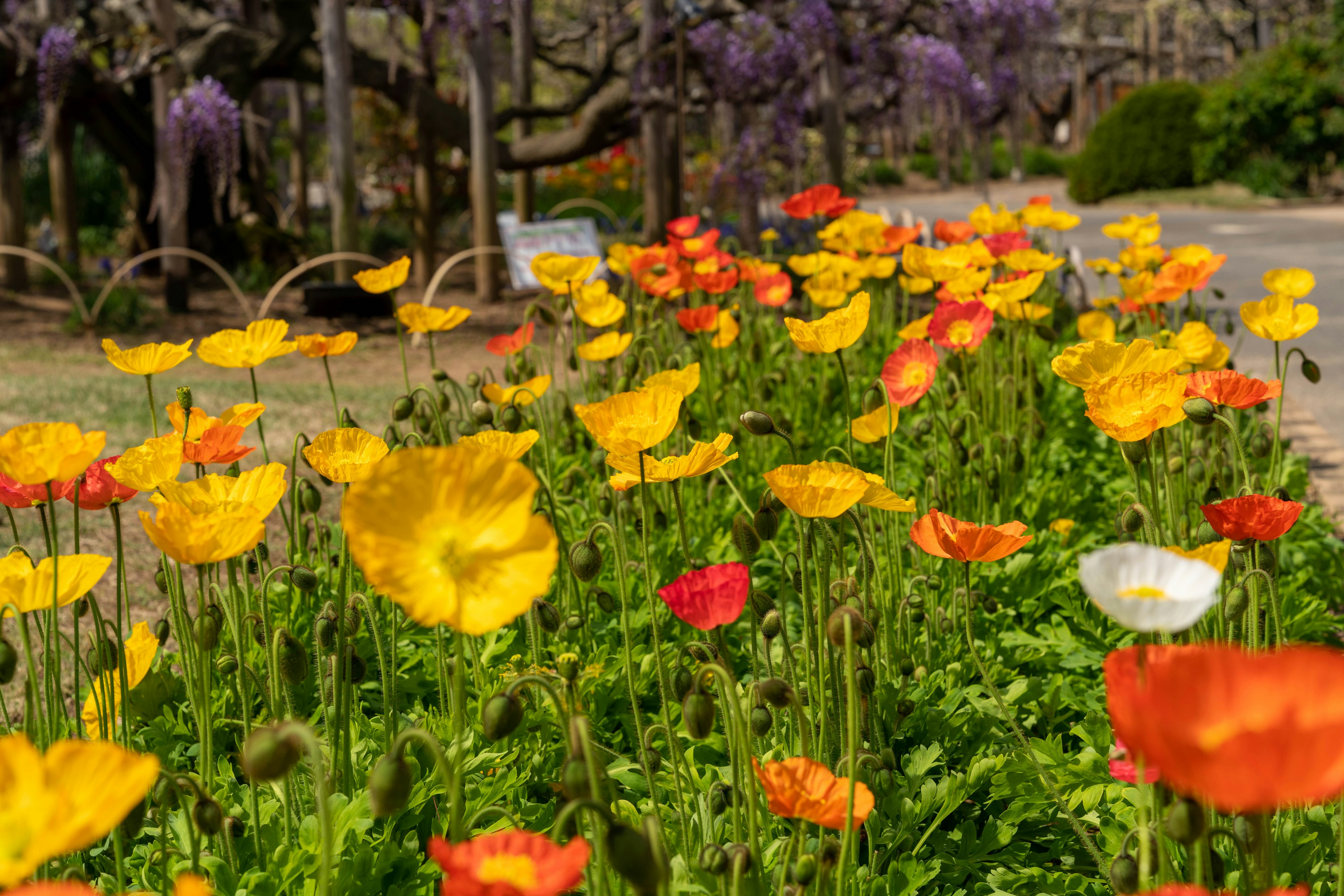 色とりどりの花が咲く庭の風景 黄色とオレンジの花が主に見られる