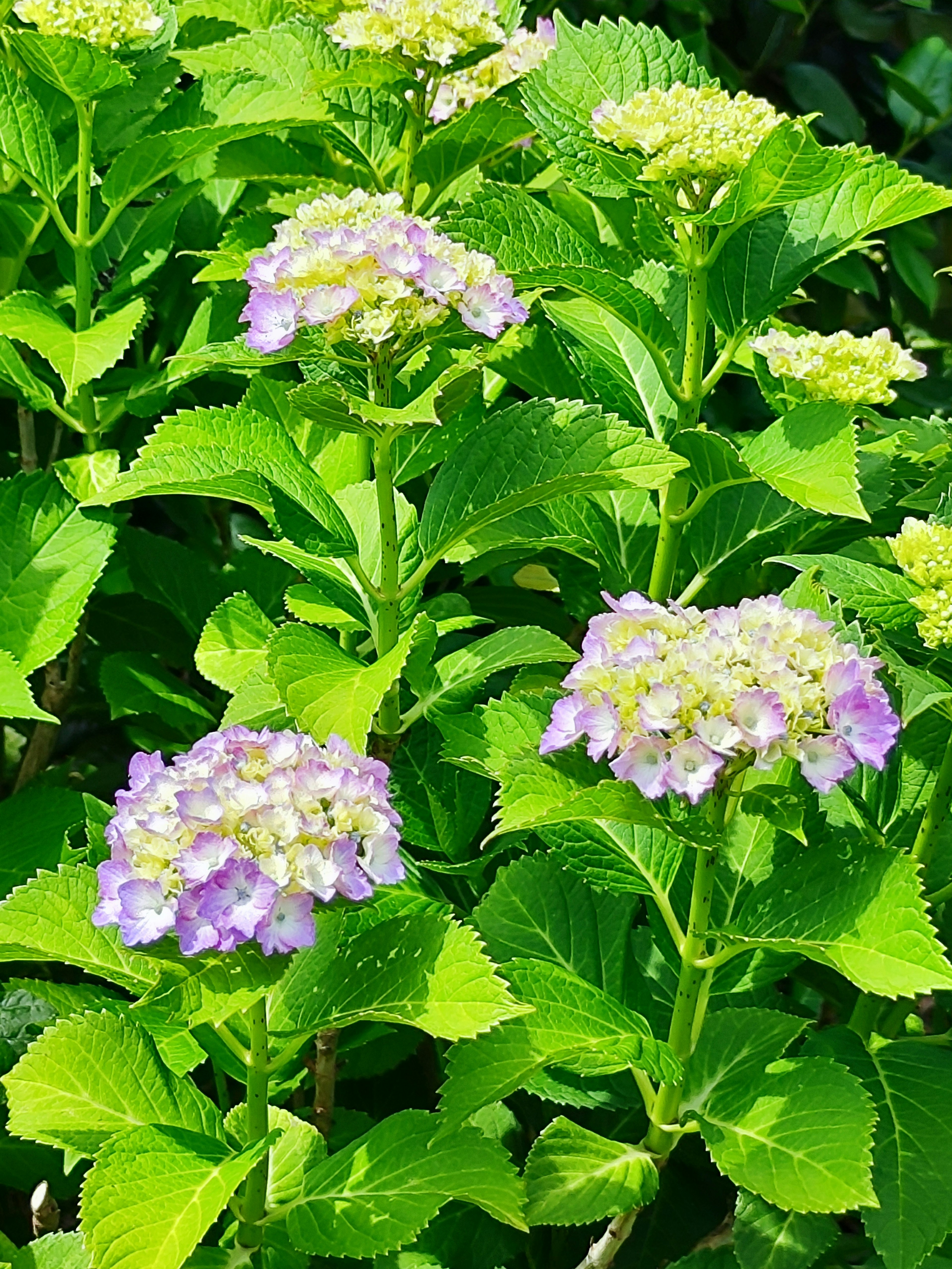 Feuilles vertes vives avec des grappes de fleurs d'hortensia violettes et vertes