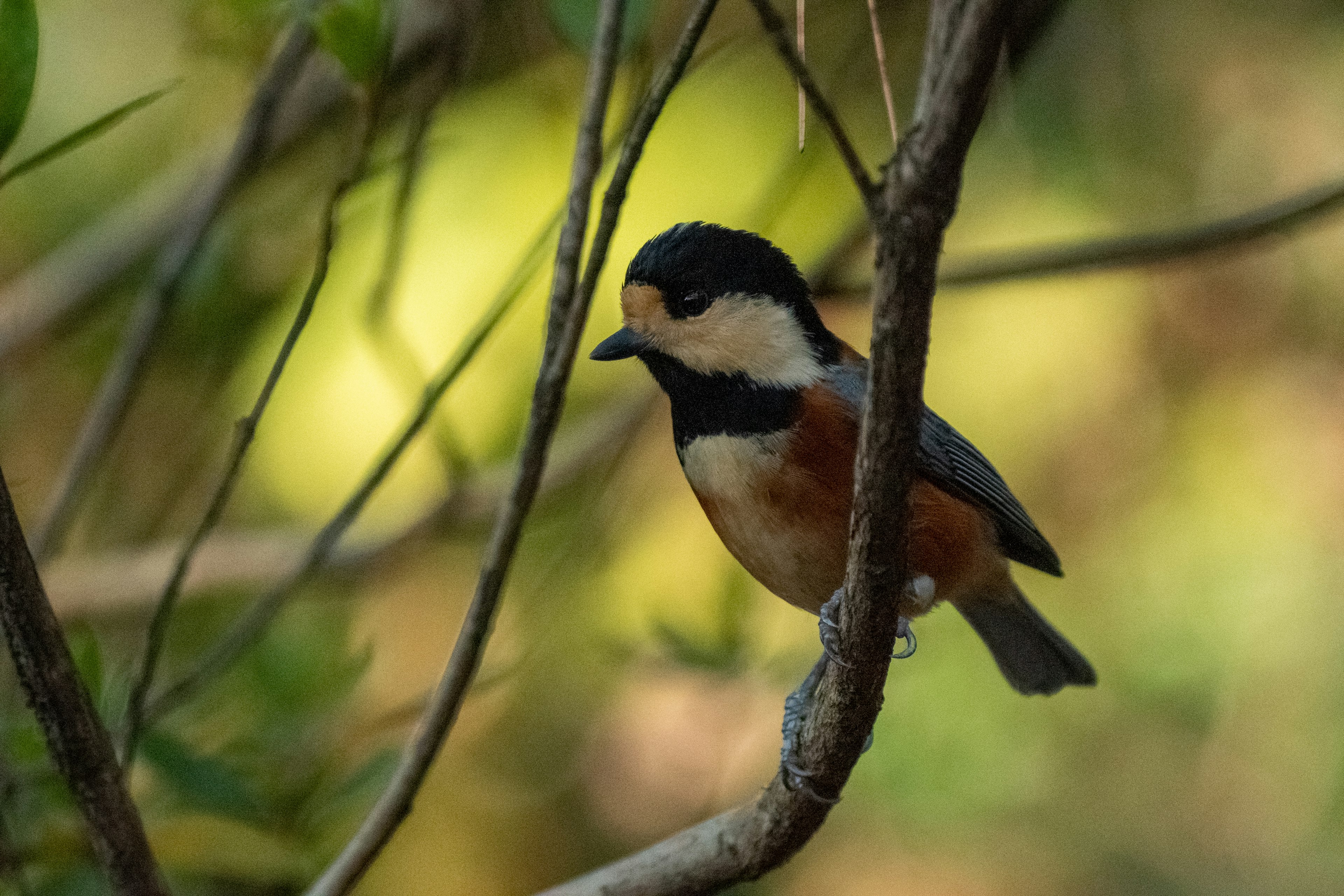 A small bird perched on a branch with a blurred warm-toned background