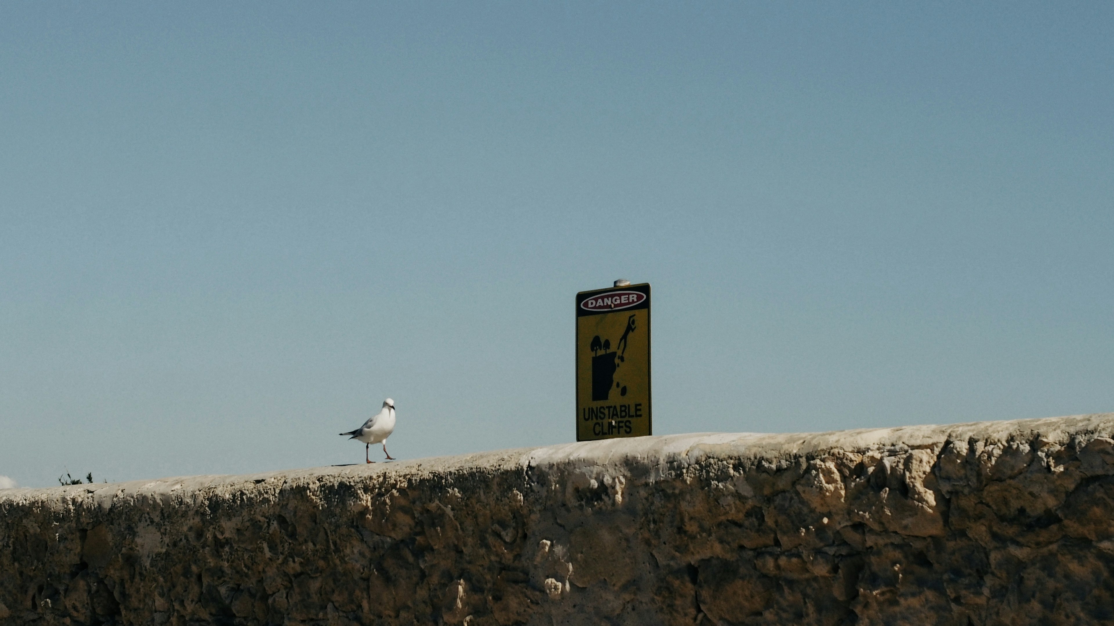 A white seagull standing beside a yellow warning sign on the coast