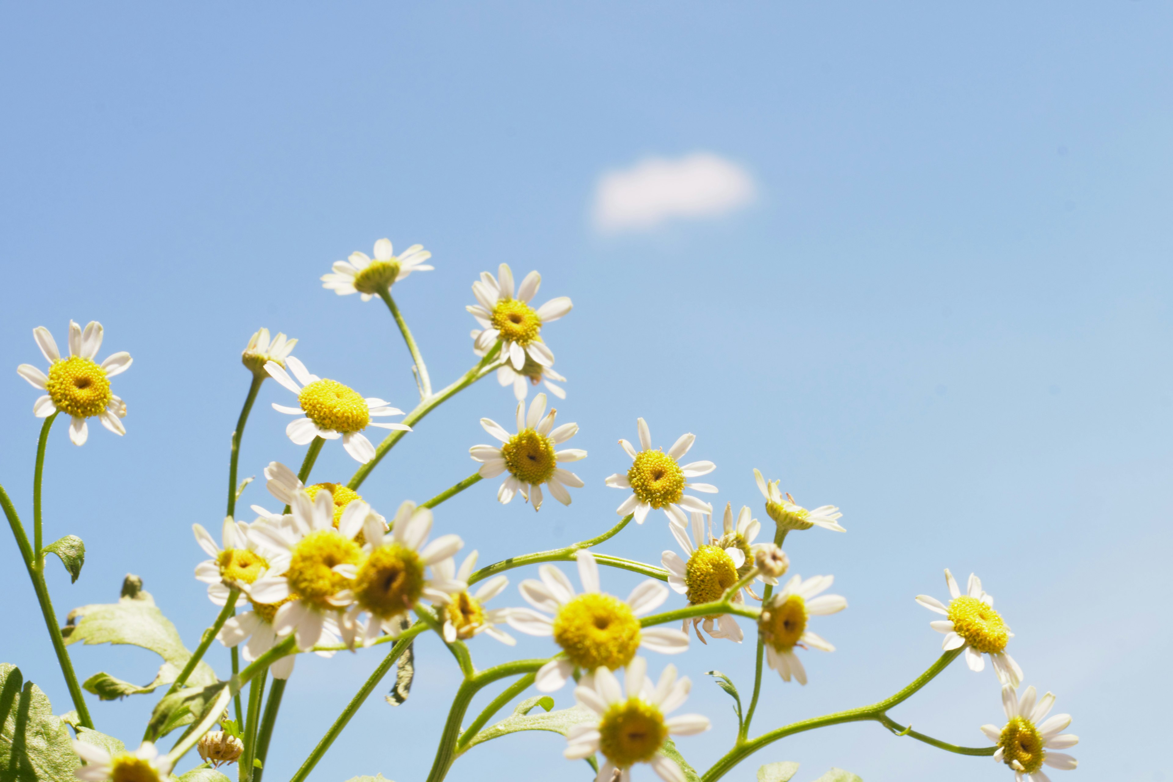 Fiori bianchi con centri gialli che fioriscono contro un cielo blu