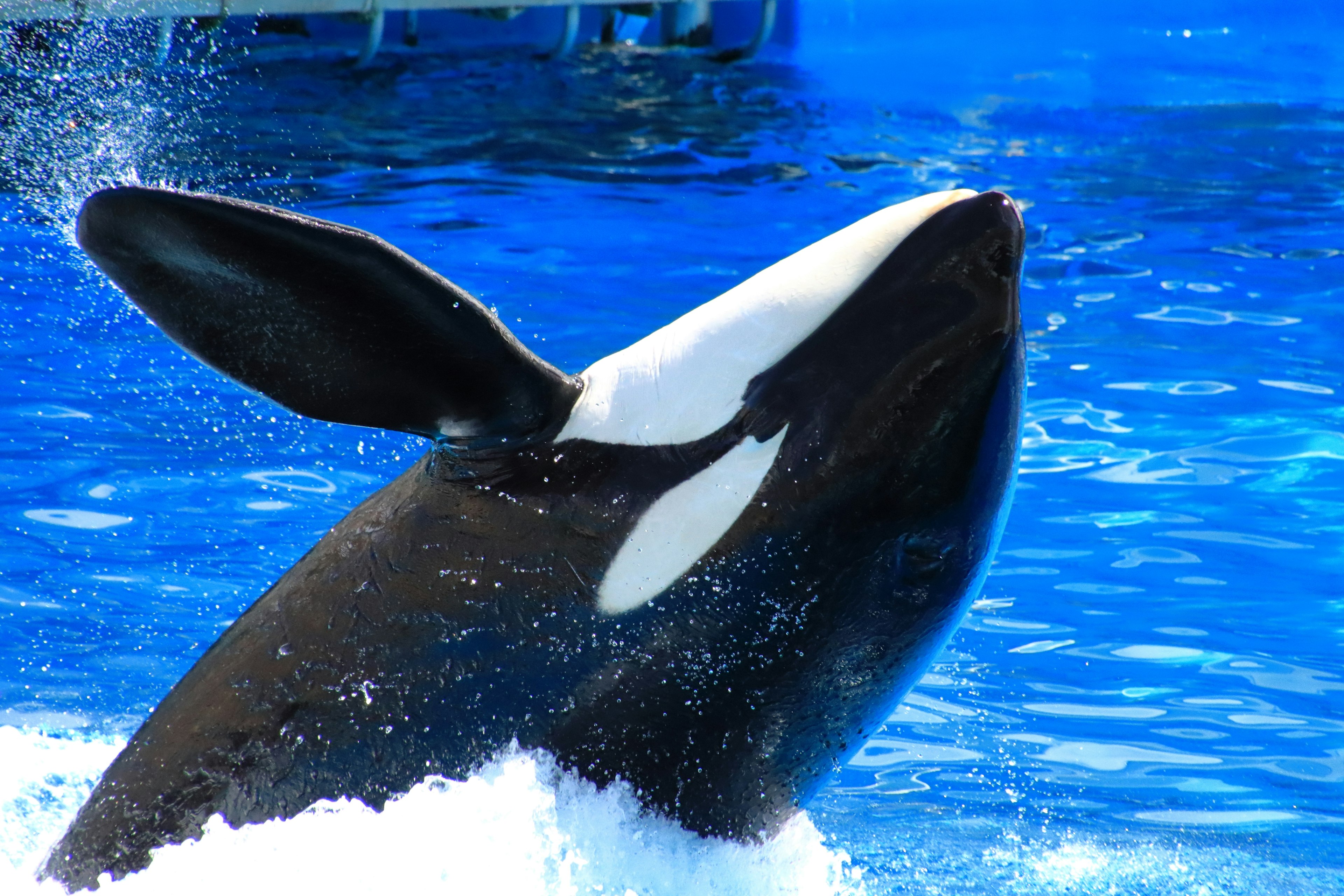 Orca breaching the surface with a blue water background