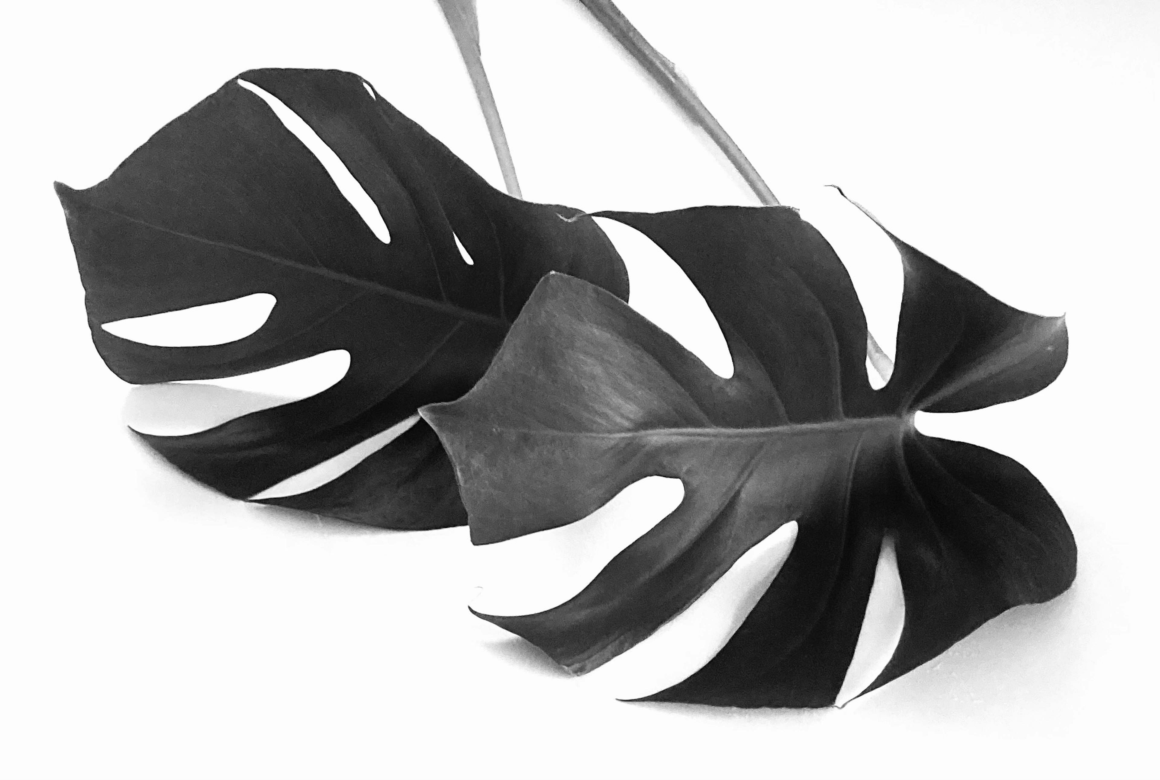 Feuilles de monstera en noir et blanc disposées ensemble