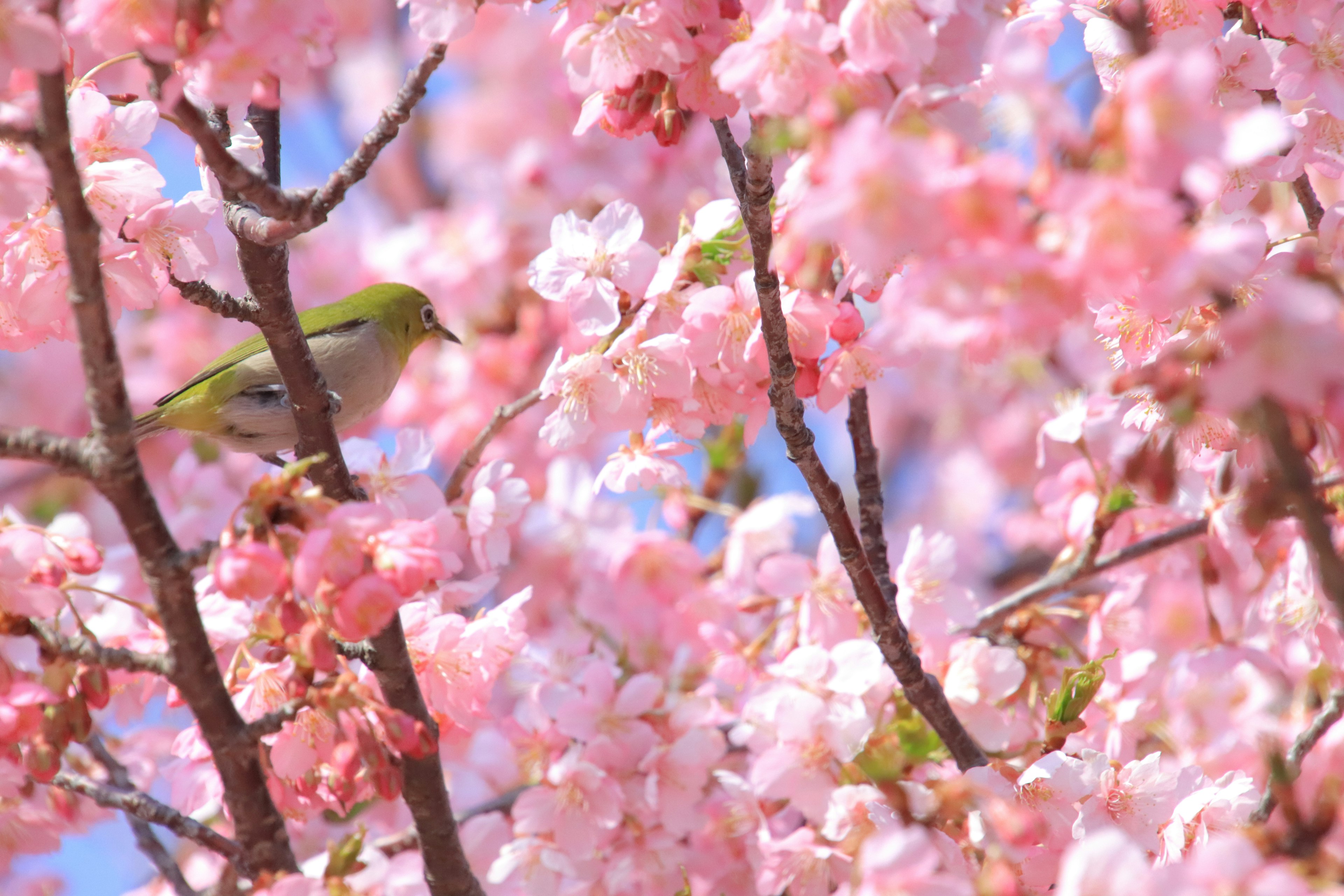 Escena vibrante de un pájaro verde rodeado de flores de cerezo