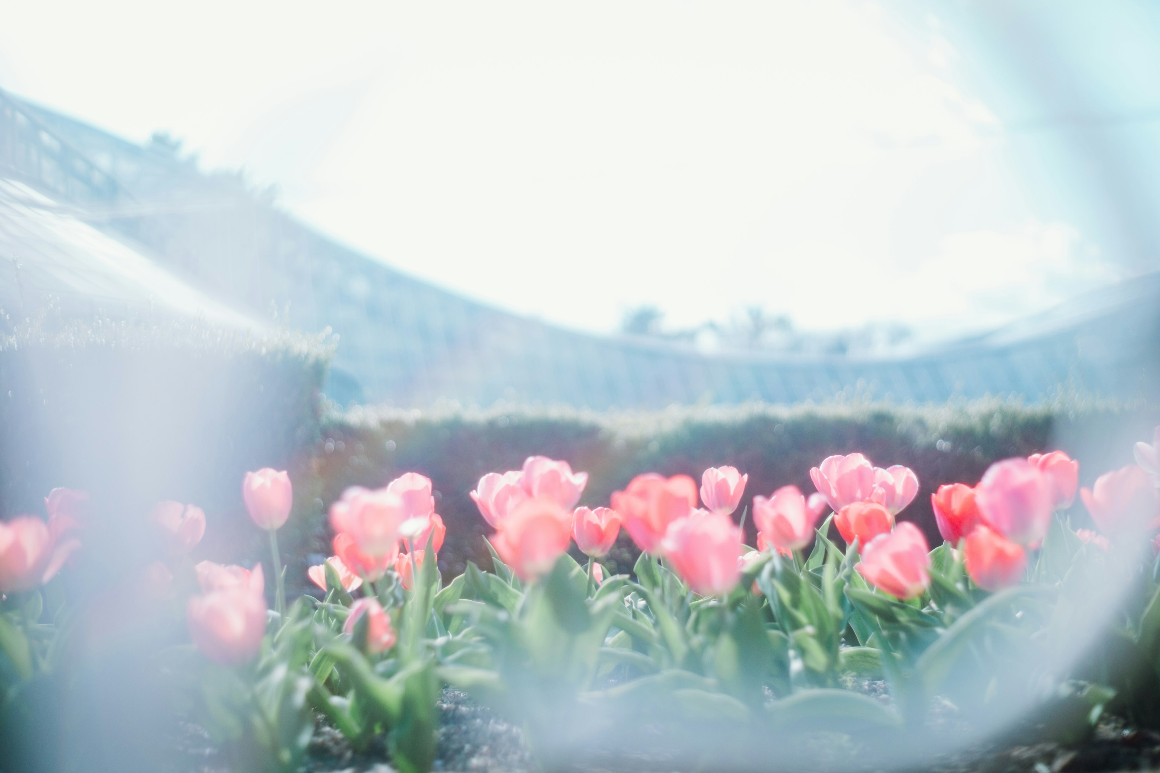 Una foto de tulipanes rosas en flor en un paisaje pintoresco