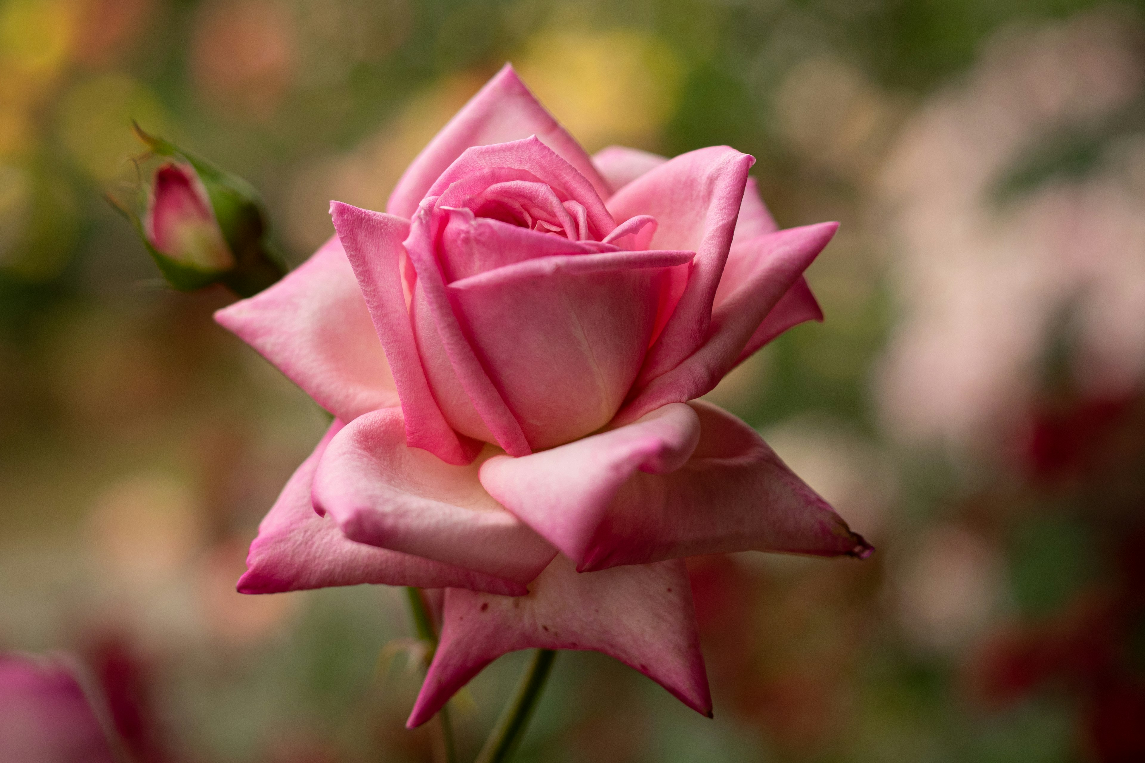 Beautiful pink rose flower in full bloom