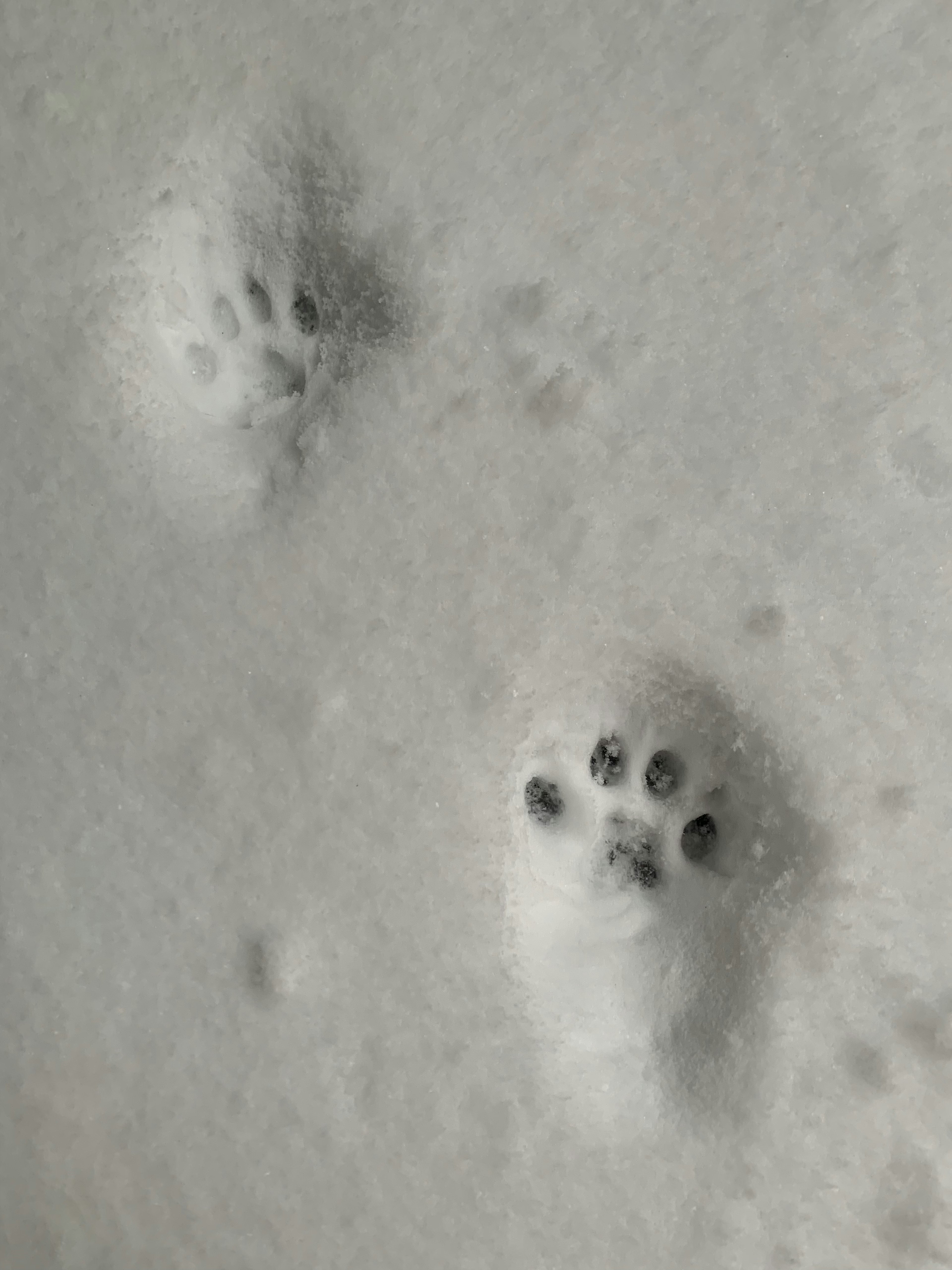 雪の上に残された動物の足跡が見える