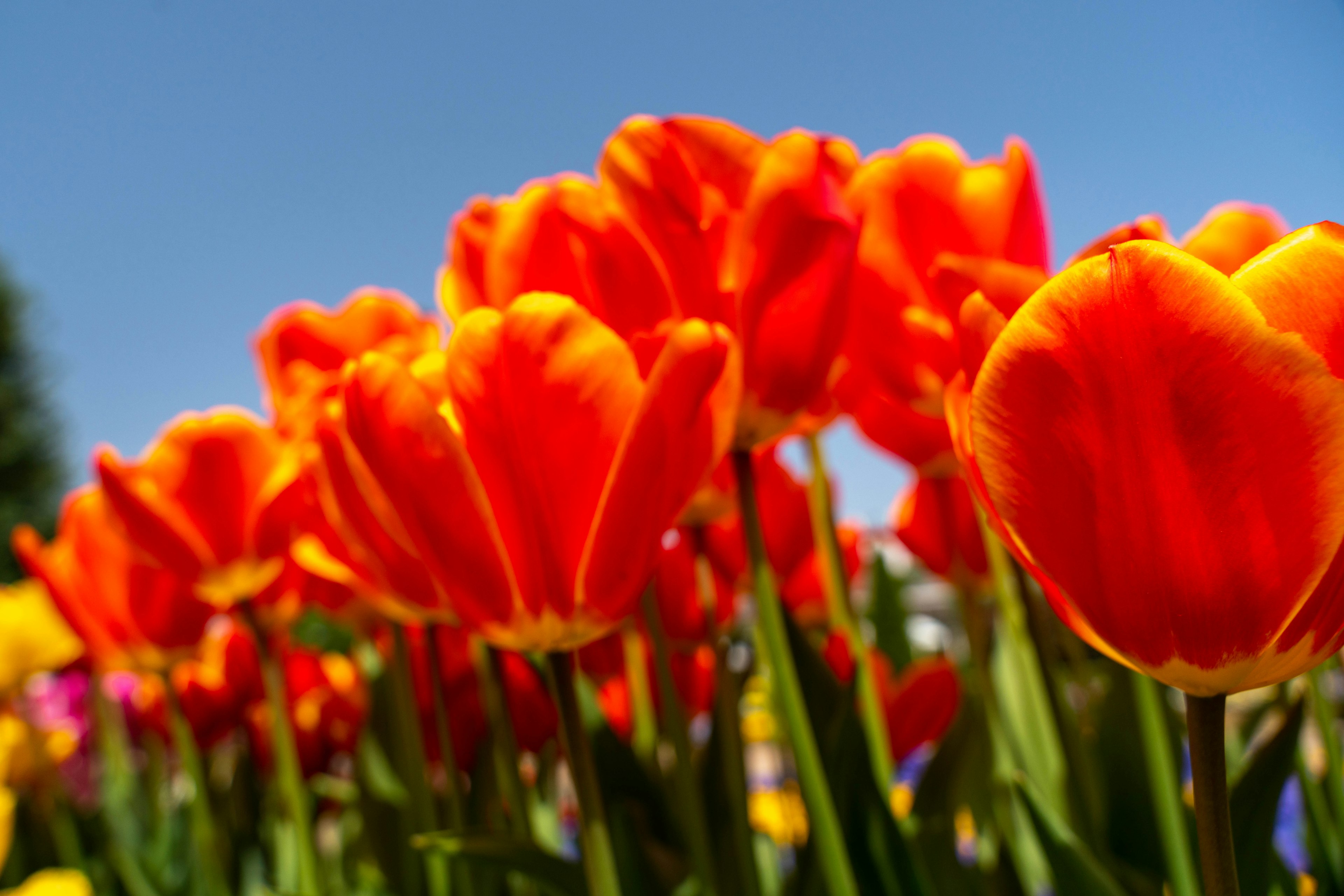 Lebendige orange Tulpen blühen unter einem klaren blauen Himmel