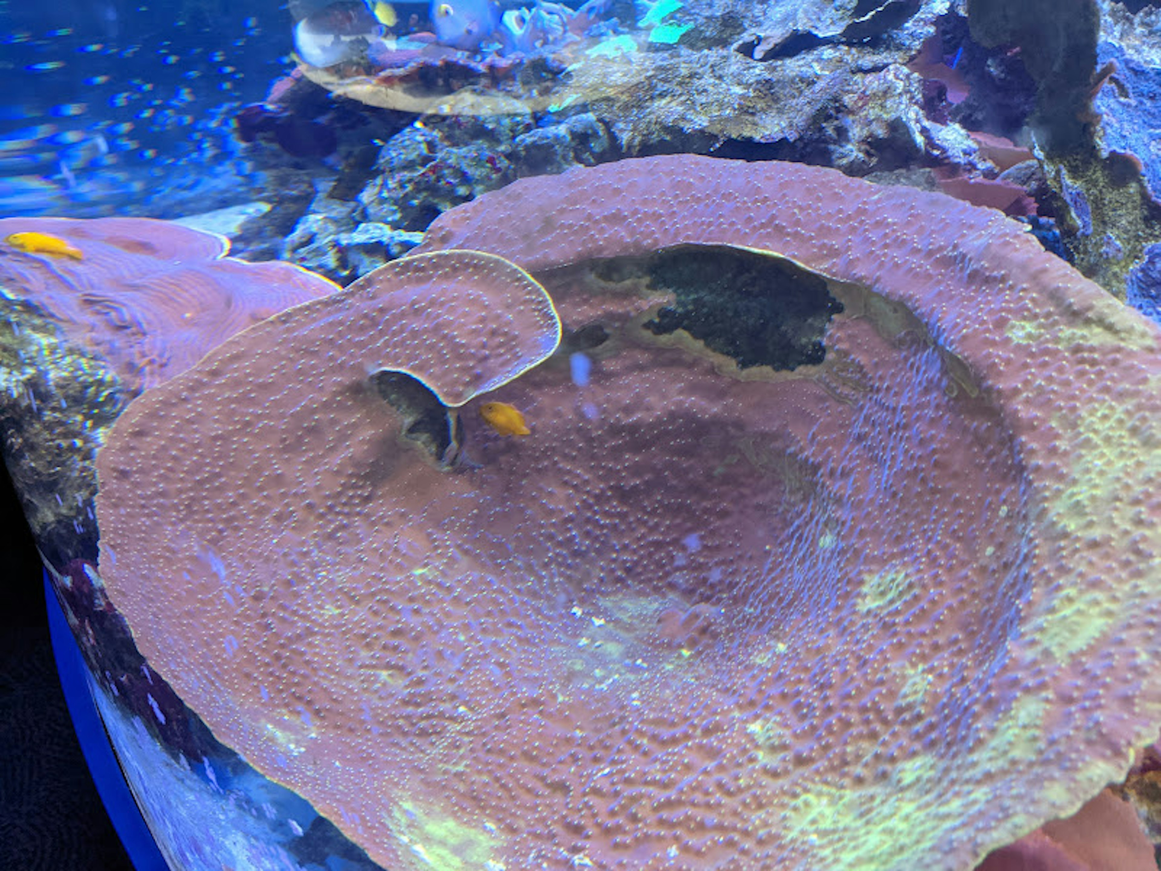 Close-up of a uniquely shaped coral reef with vibrant blue water and small fish in the background