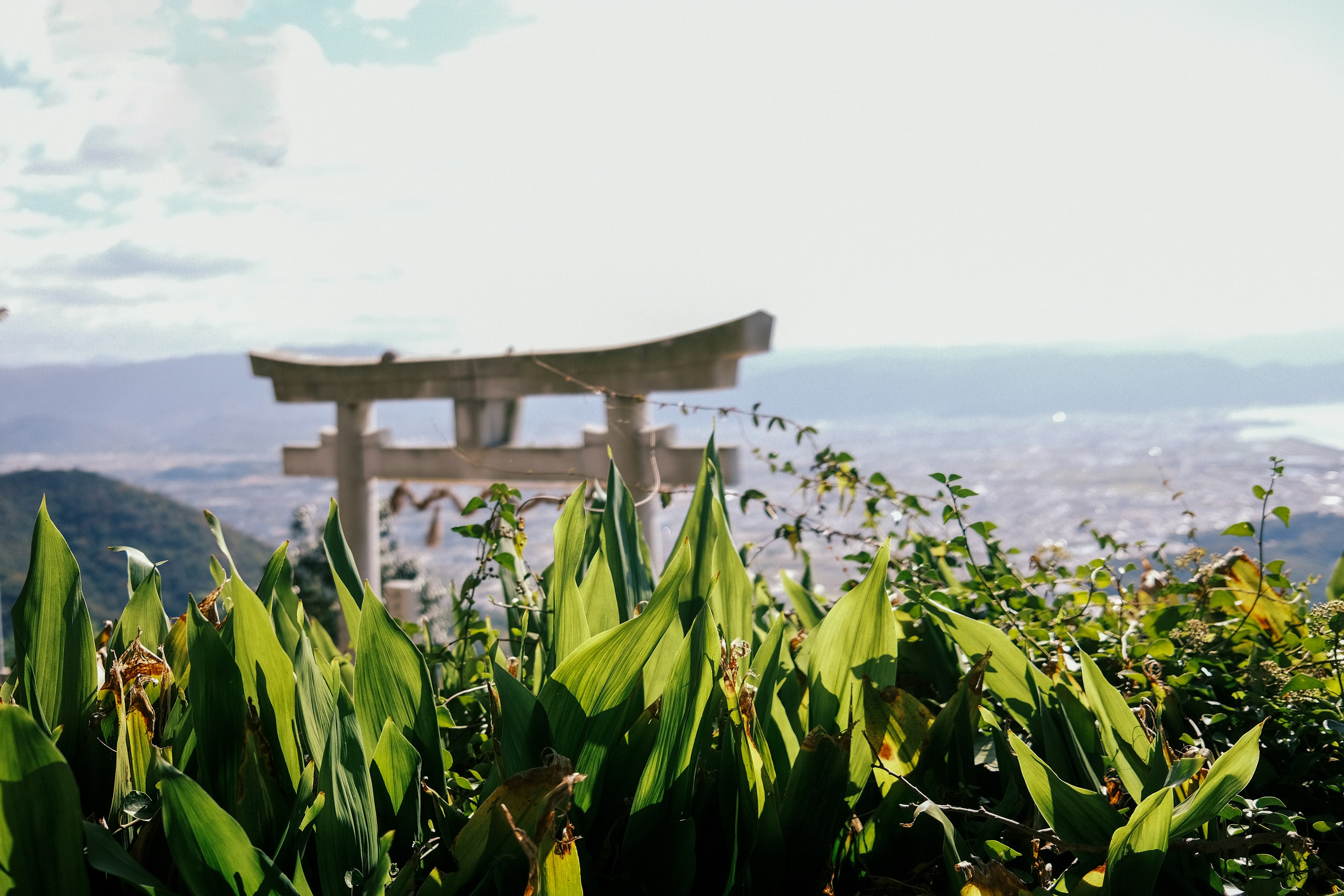 Puerta torii en una montaña con plantas verdes exuberantes