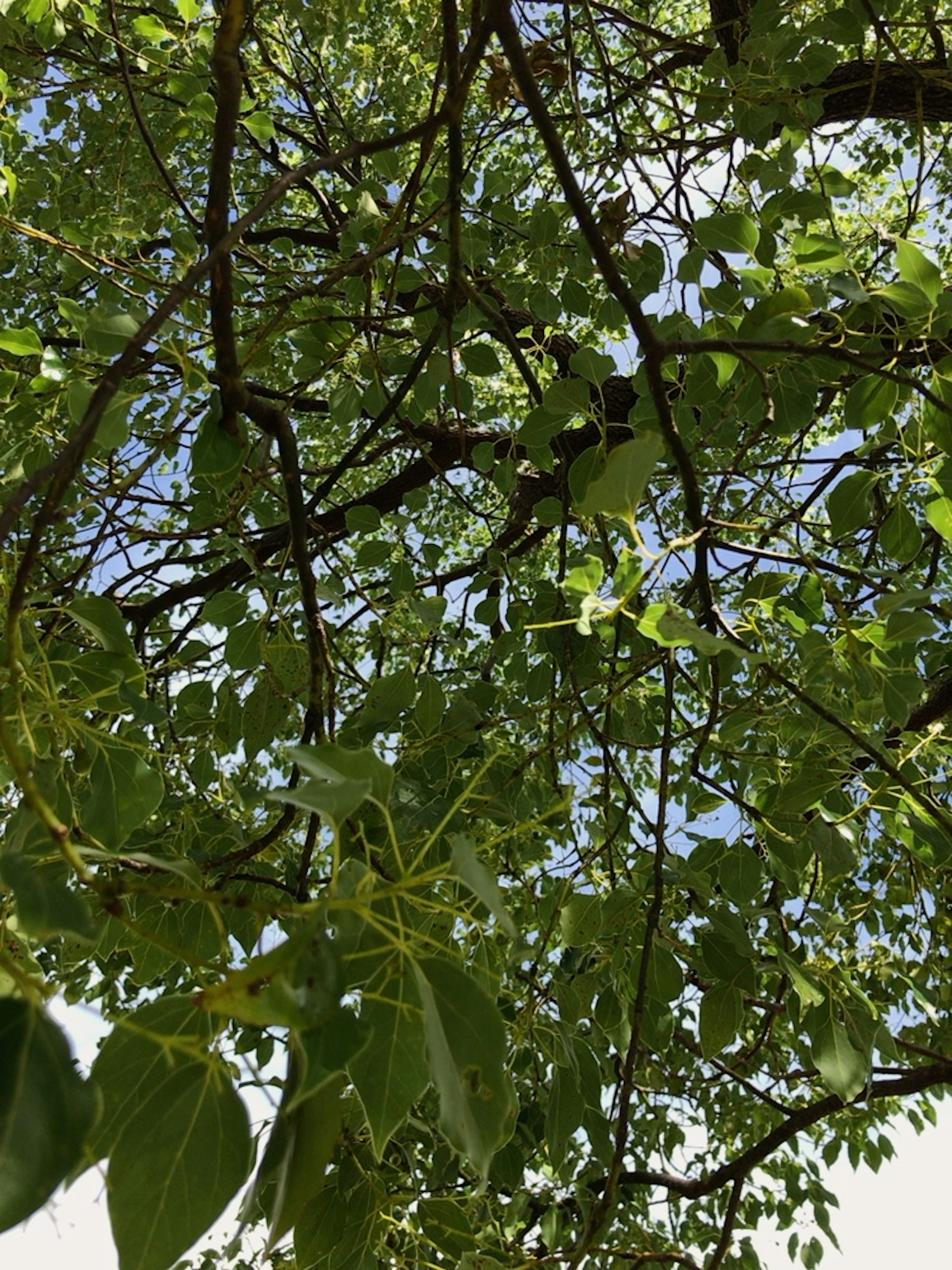 A view of green leaves and branches covering the sky