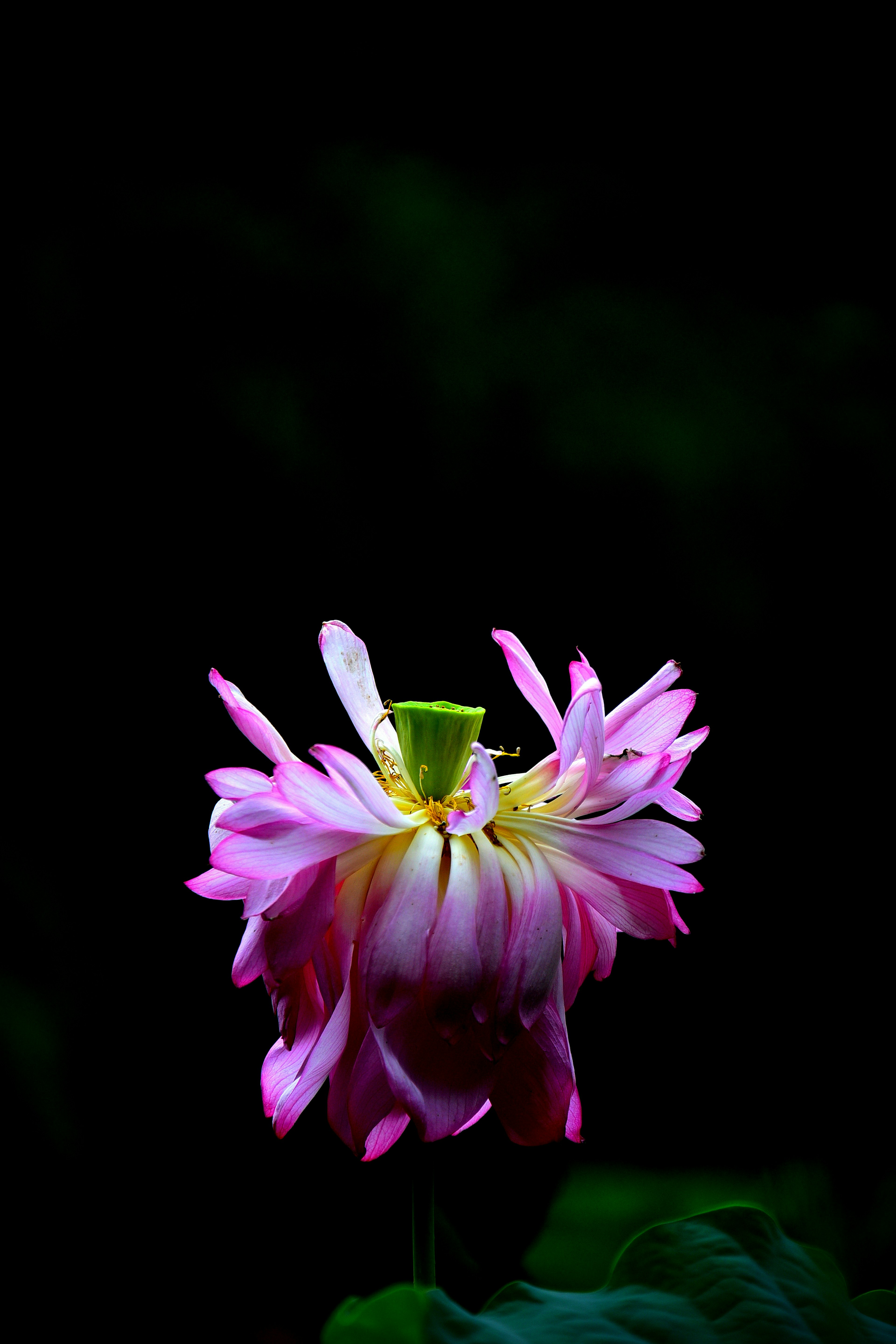 Schöne rosa Lotusblume vor dunklem Hintergrund