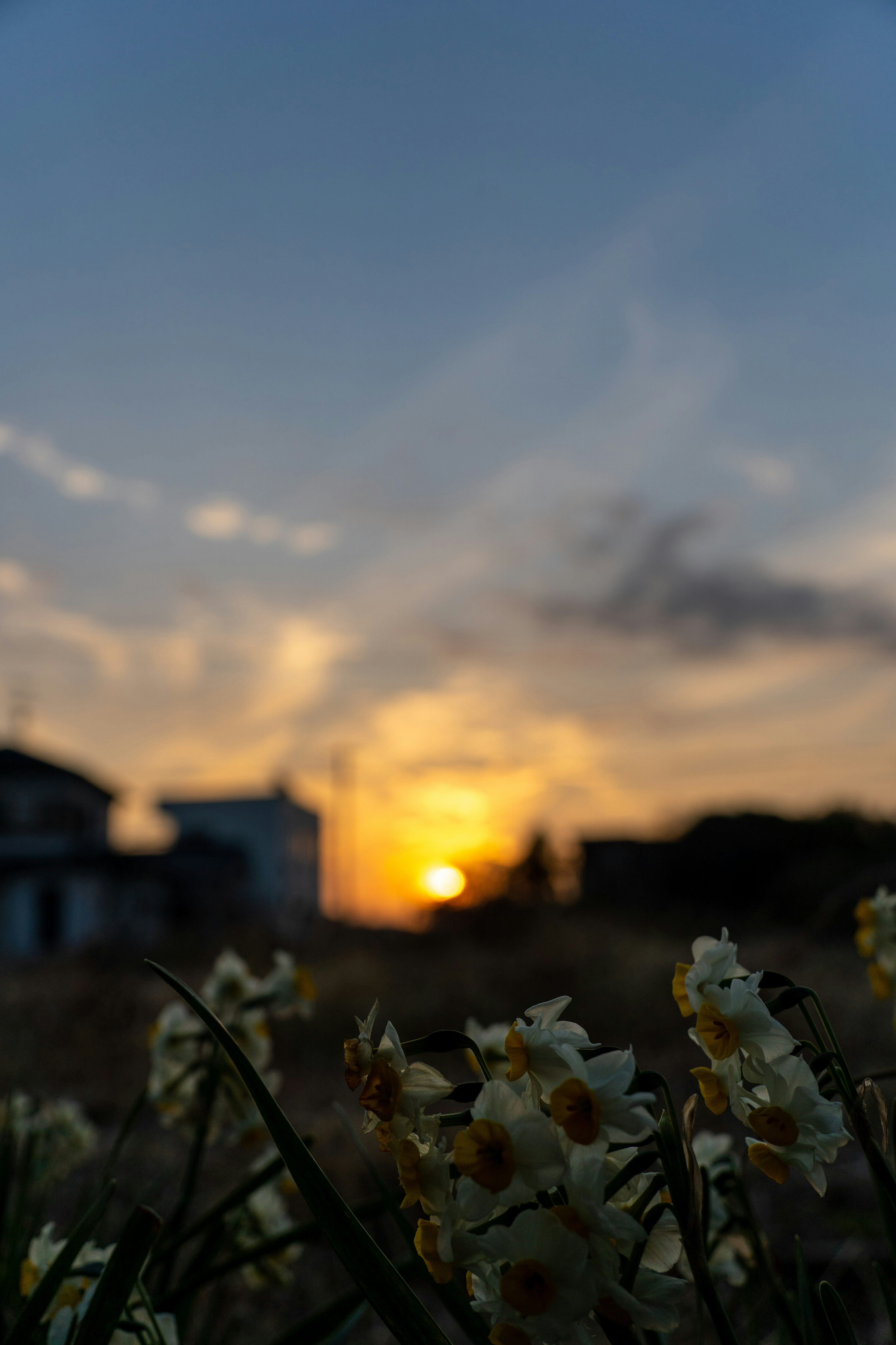 Gelbe Blumen im Vordergrund mit einem Sonnenuntergang und Silhouetten von Häusern