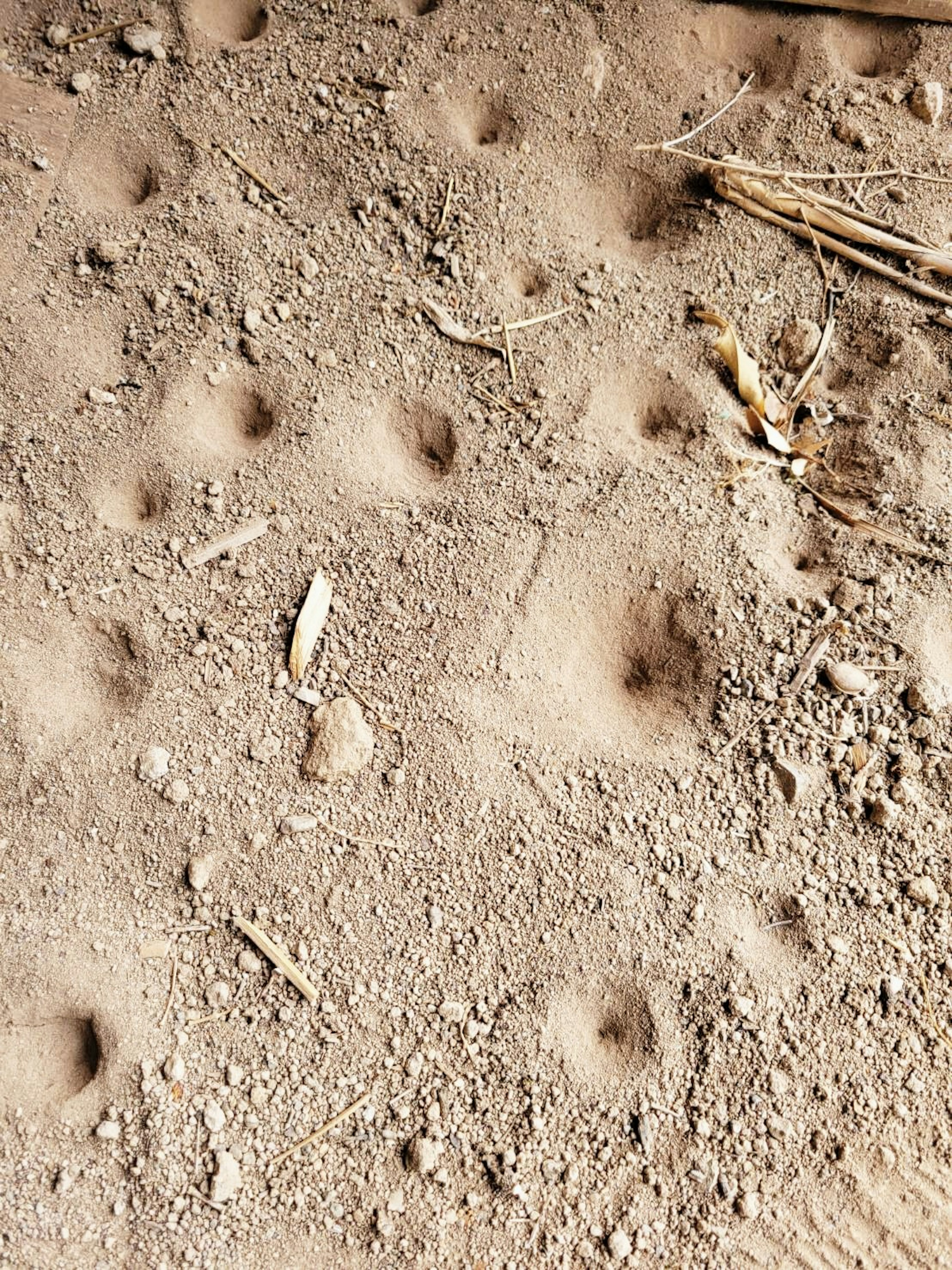 Pattern of small footprints on the ground with bits of grass