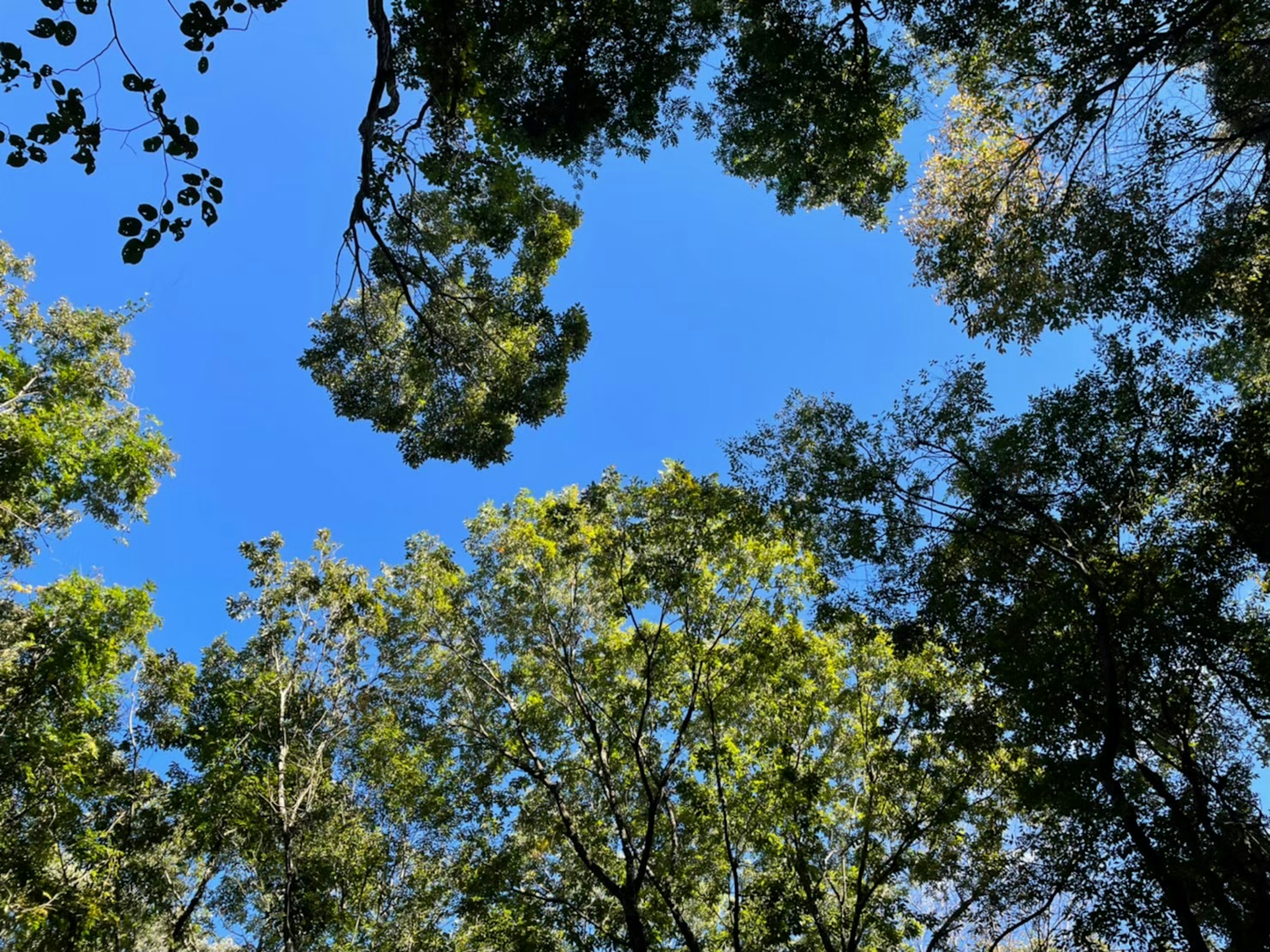 青空と緑の木々が織りなす自然の風景