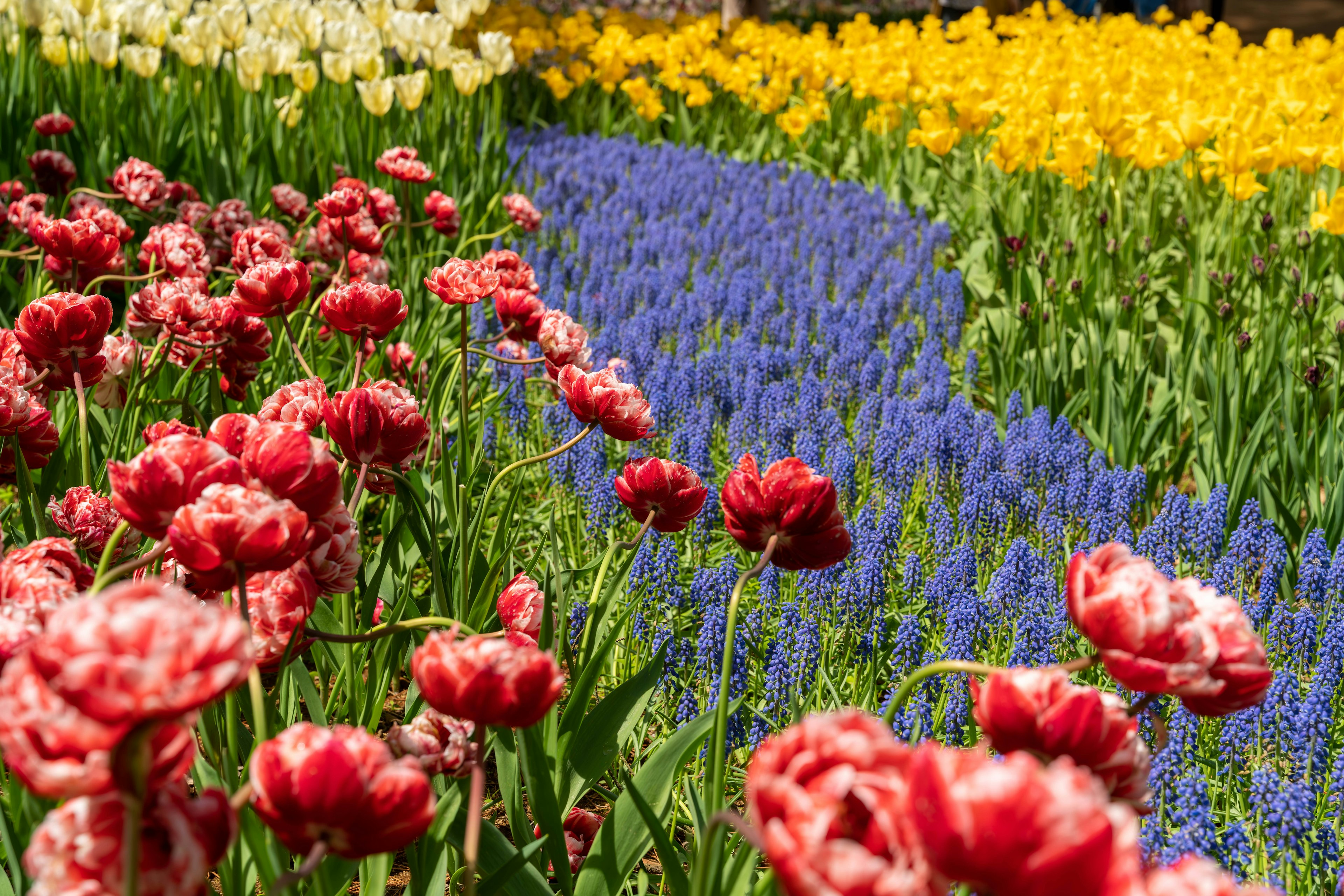 Campo di tulipani vibrante con tulipani rossi e muscari blu