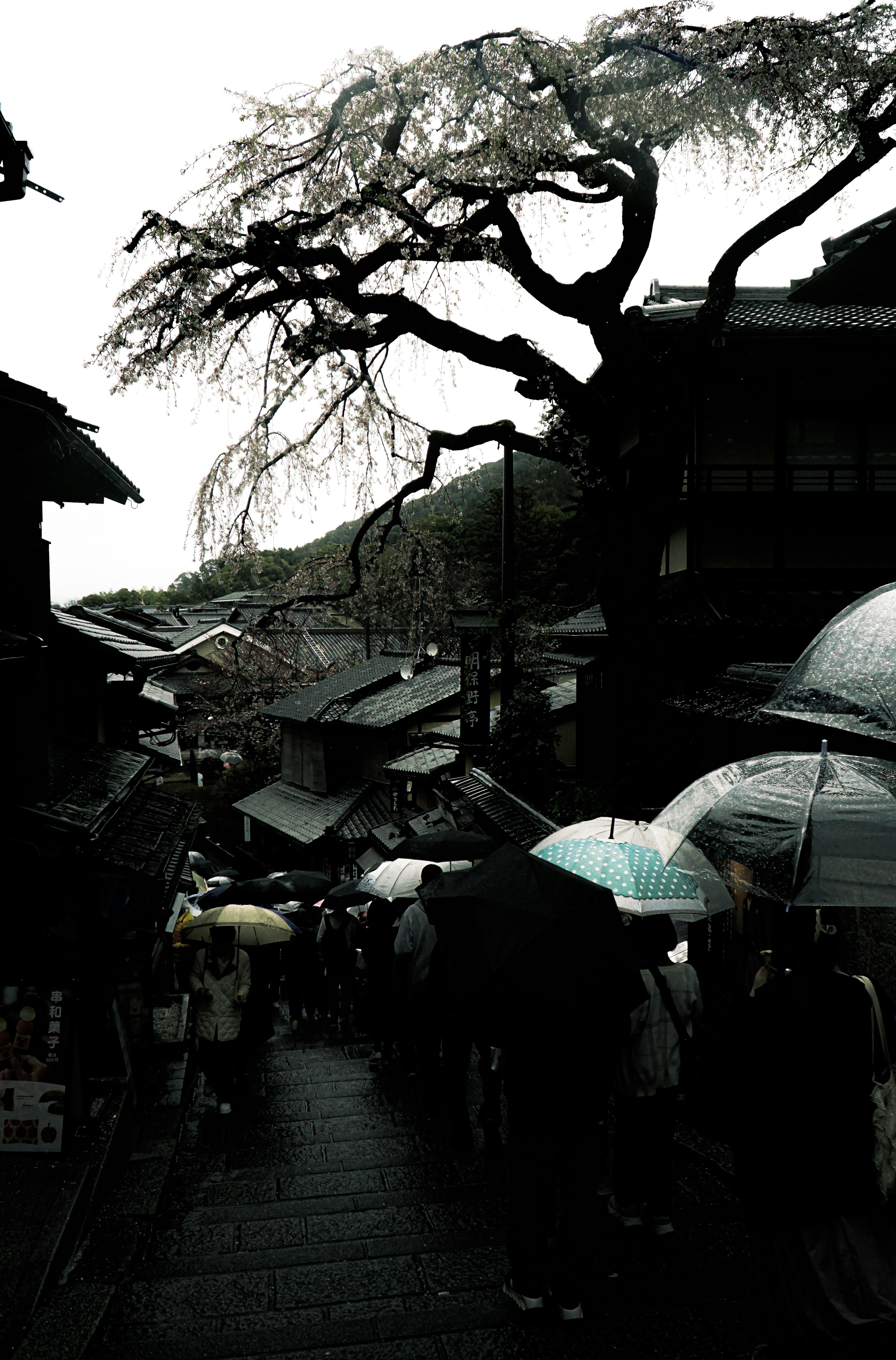 雨の中の人々と傘が並ぶ古い街並みと枝のある木