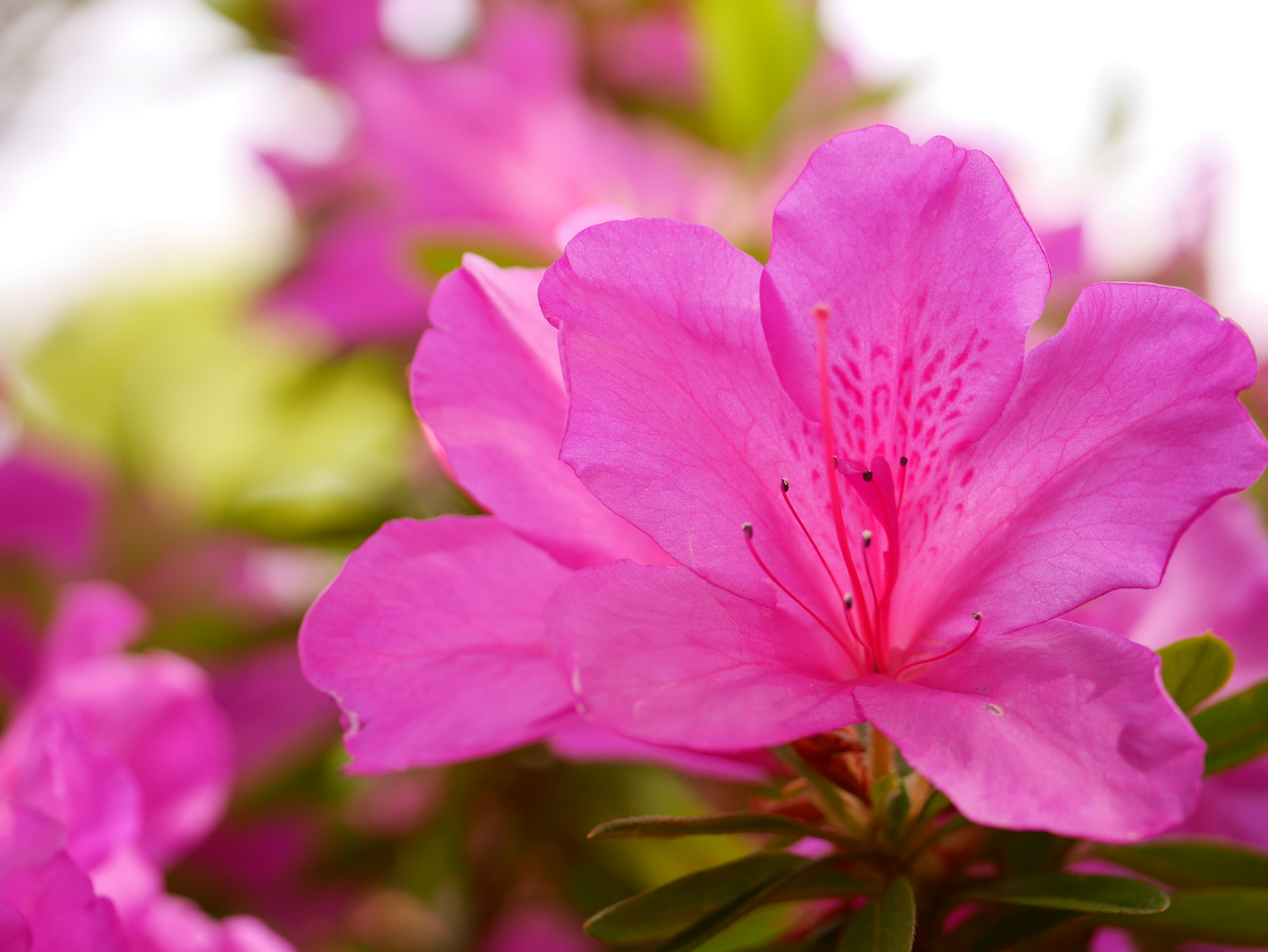 Gambar close-up bunga azalea merah muda yang sedang mekar