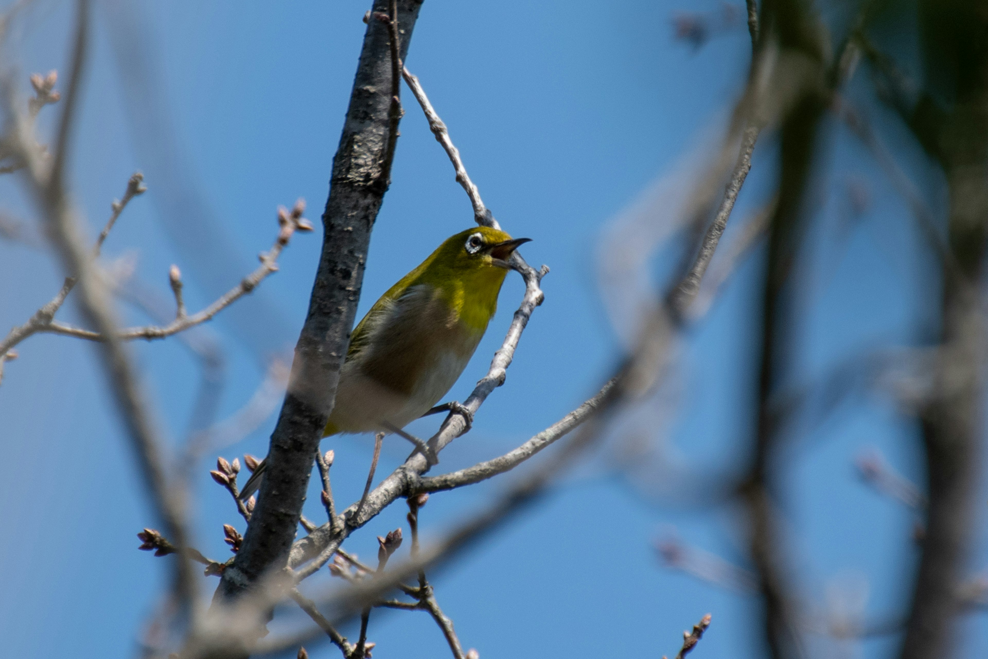 Un petit oiseau perché sur une branche Ciel bleu vif Branches fines en arrière-plan