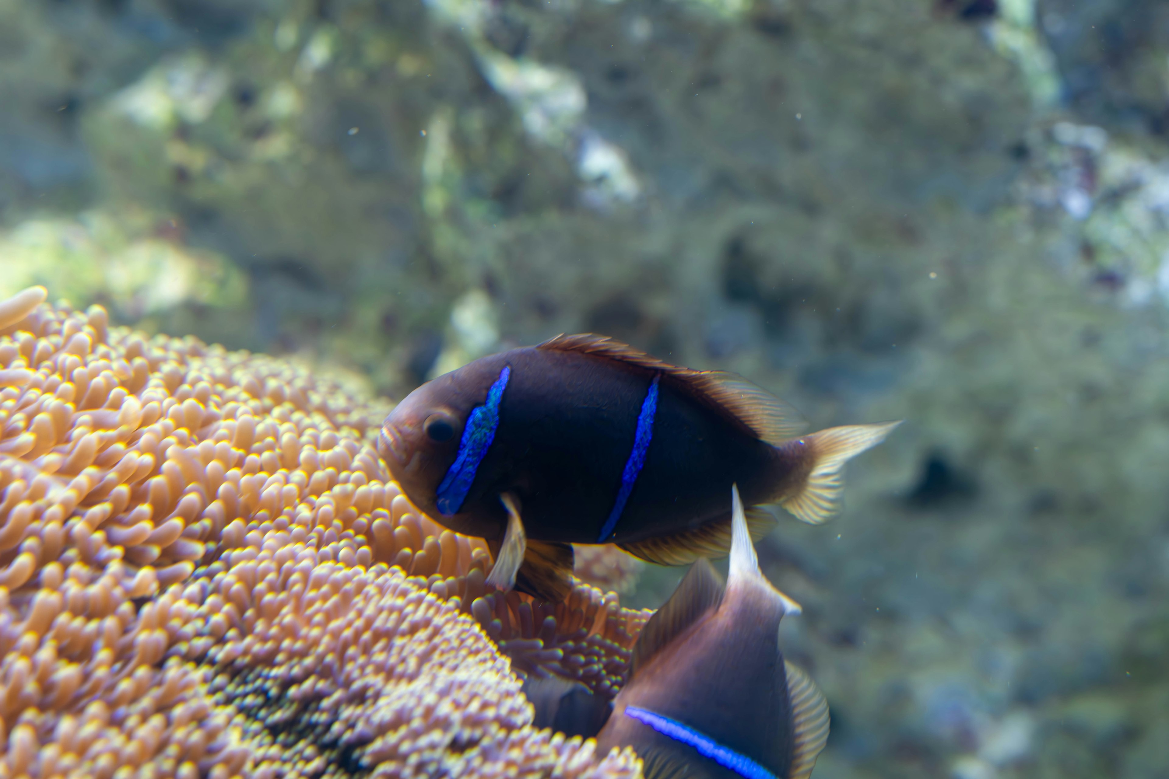 サンゴ礁の近くにいる青いラインのある魚