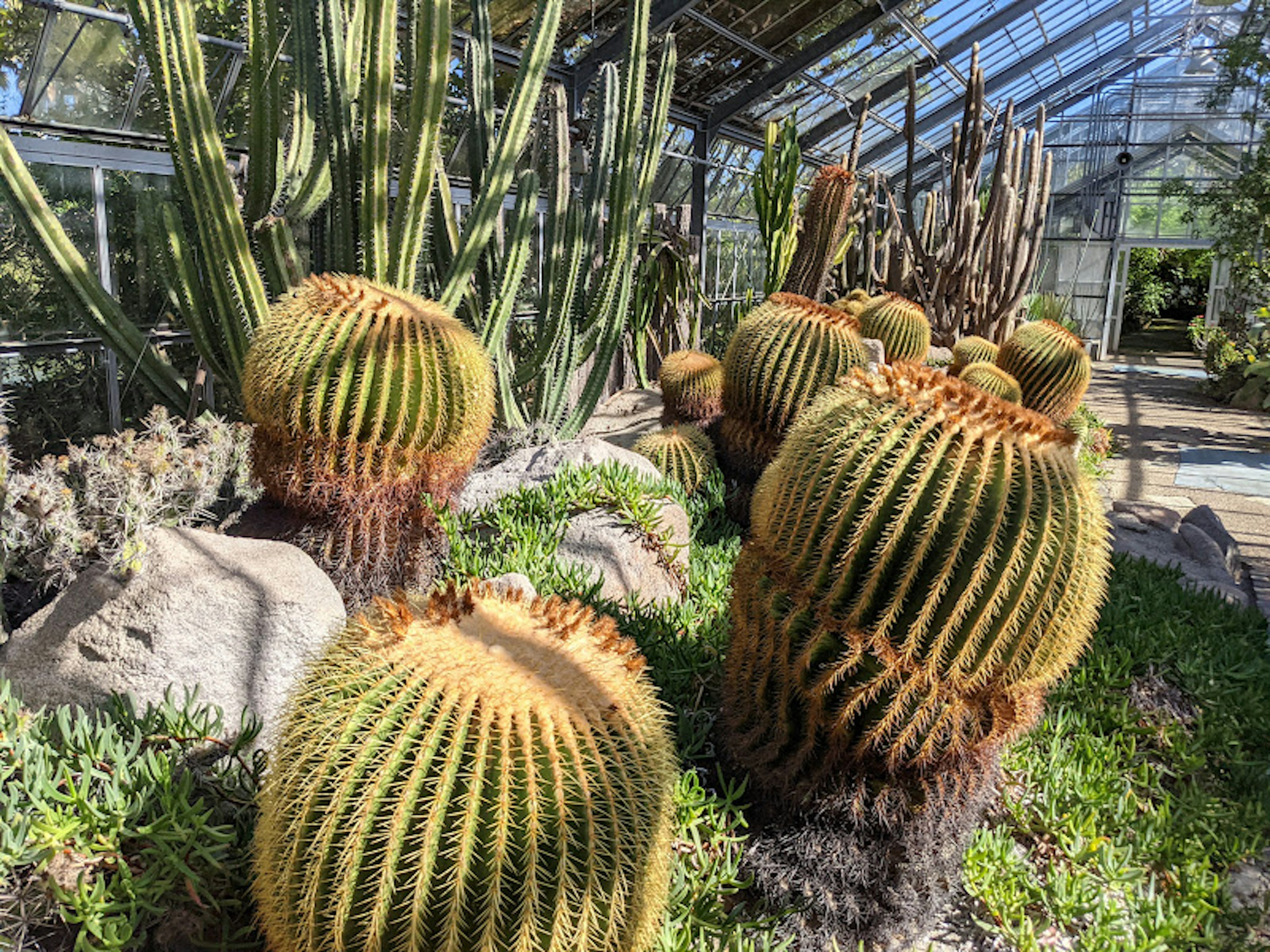 A lush greenhouse filled with various cacti