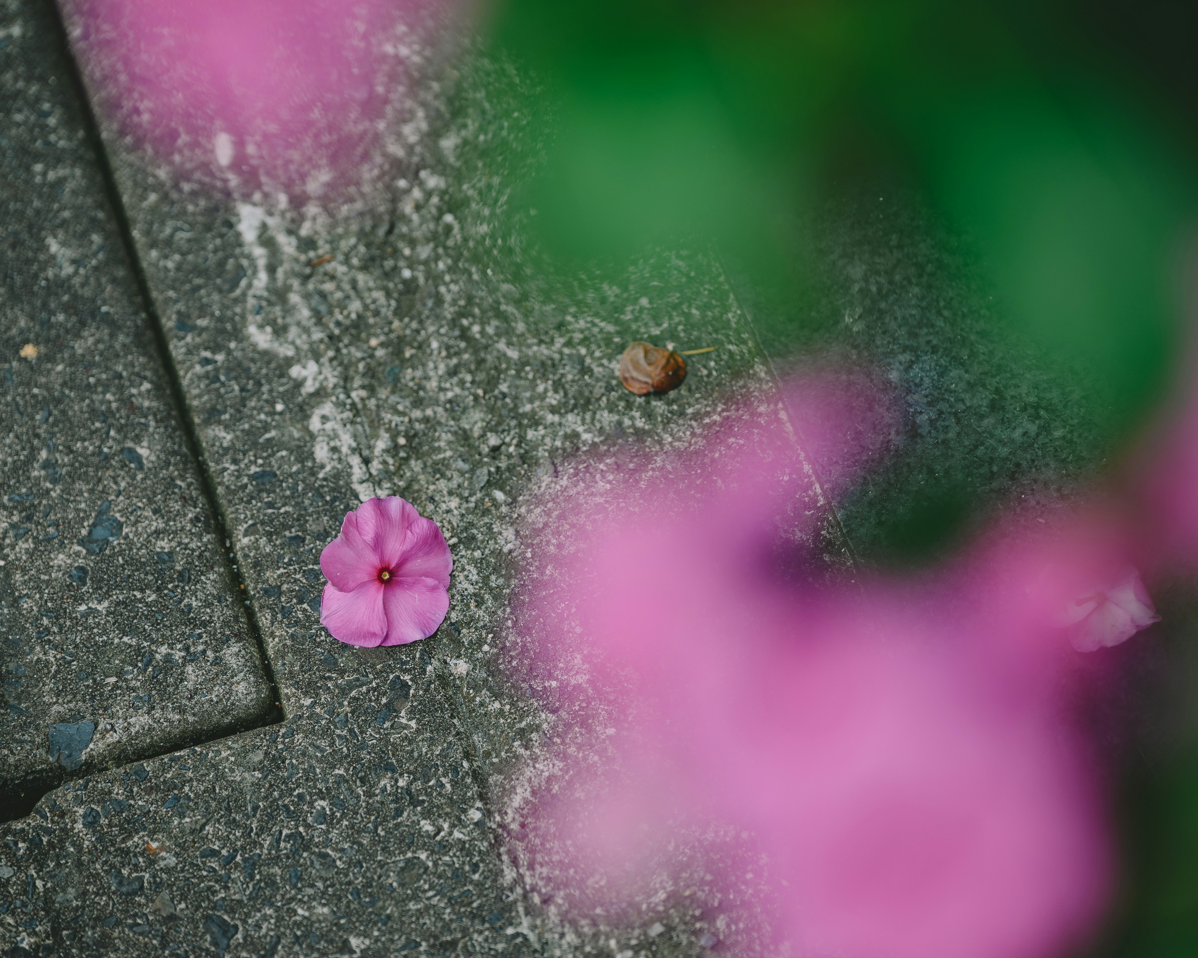 Un pétalo de flor rosa vibrante sobre una superficie de piedra con flores rosas borrosas de fondo