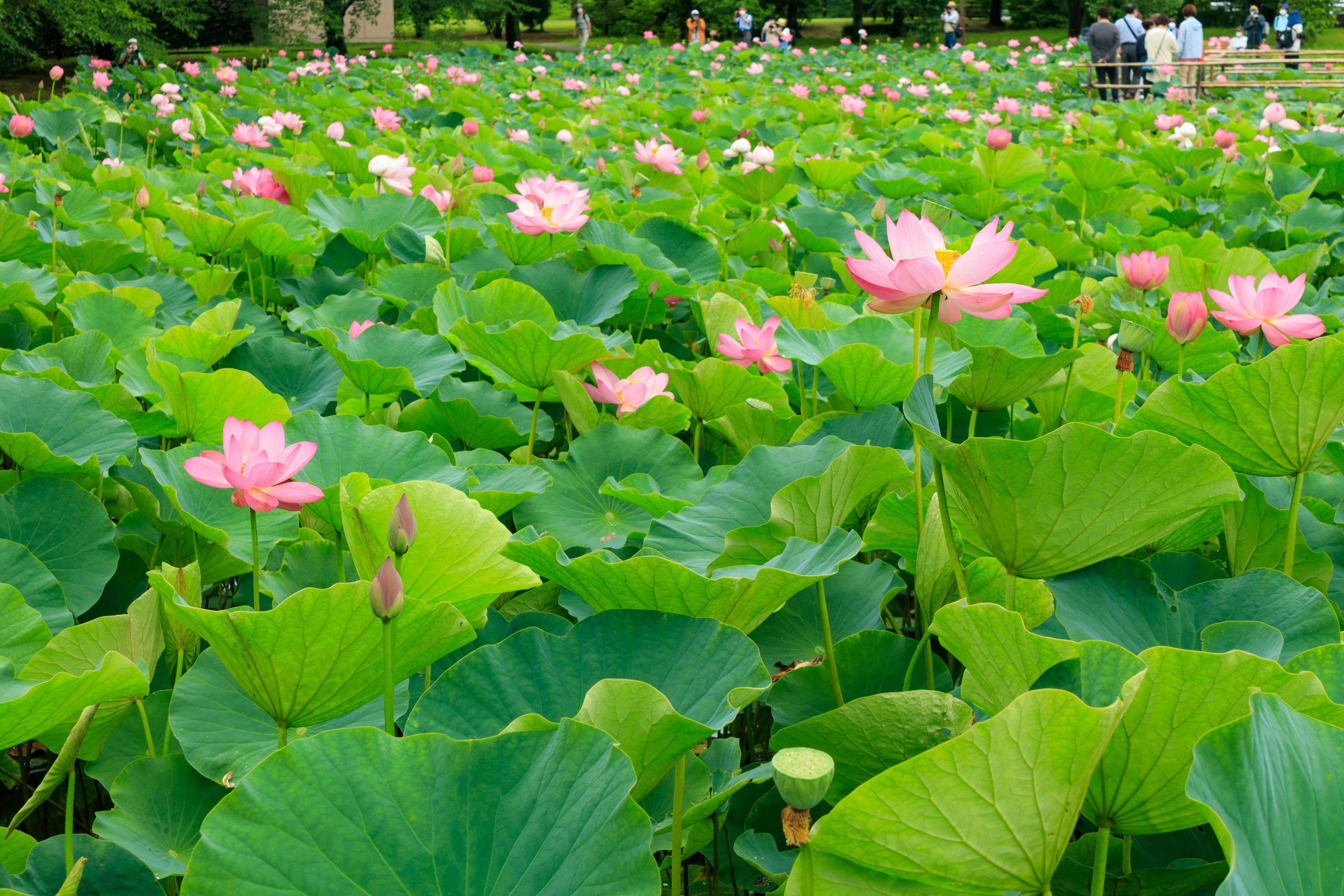 池の中に咲くピンクのハスの花と大きな緑の葉が広がる風景