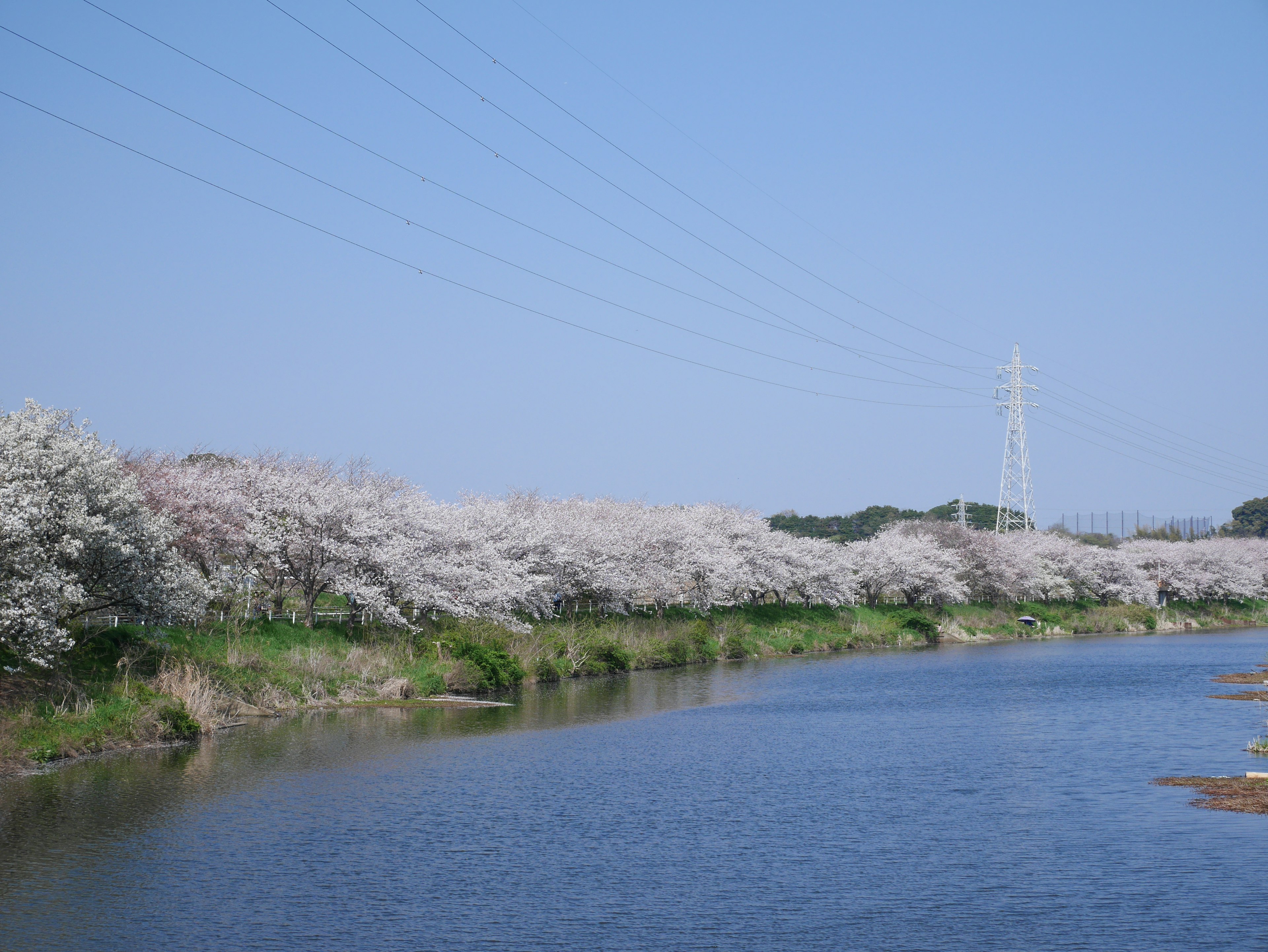 Paysage d'arbres de cerisier en fleurs blancs le long d'une rivière calme sous un ciel bleu