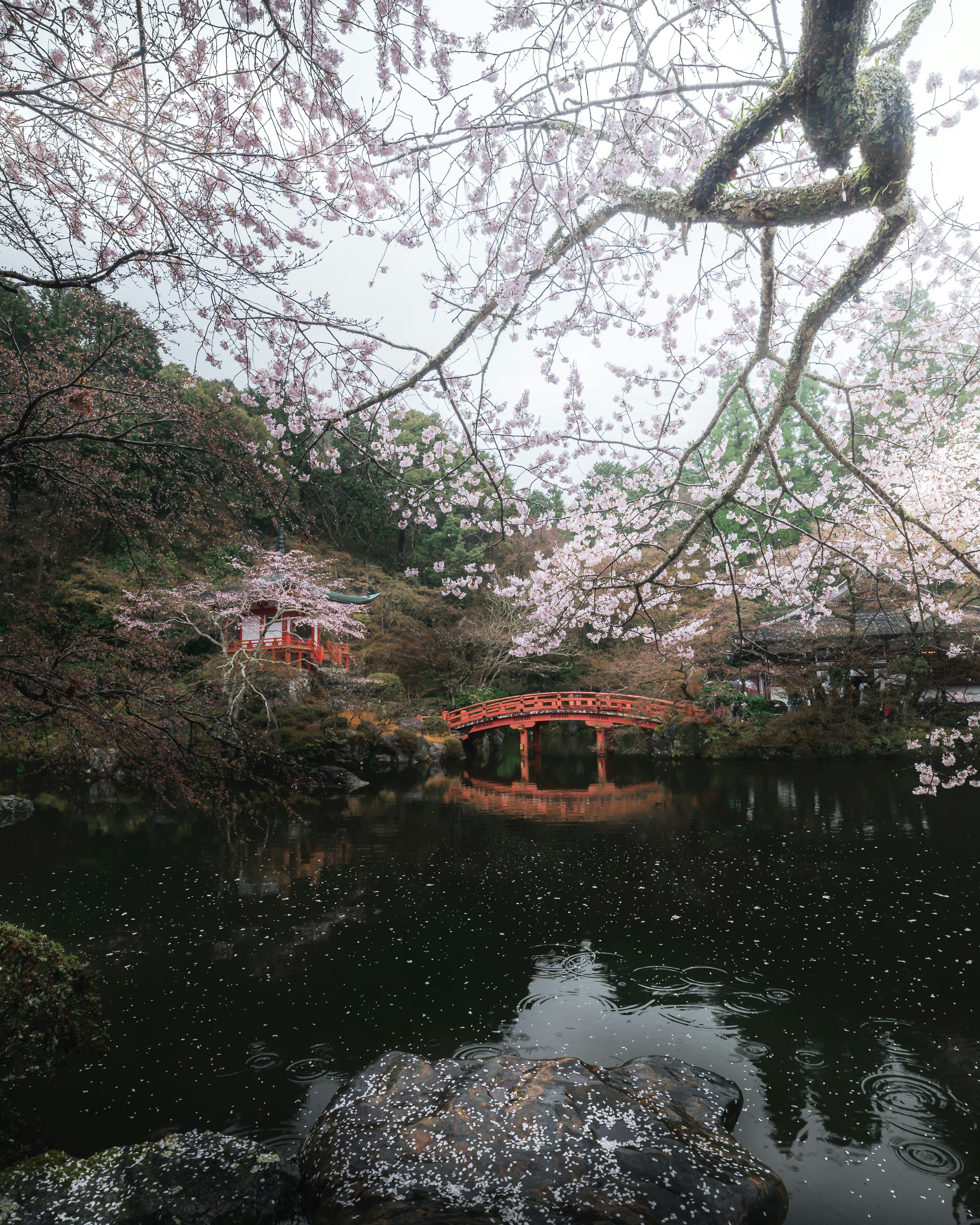 Vue pittoresque des cerisiers en fleurs au-dessus d'un étang tranquille avec un pont rouge