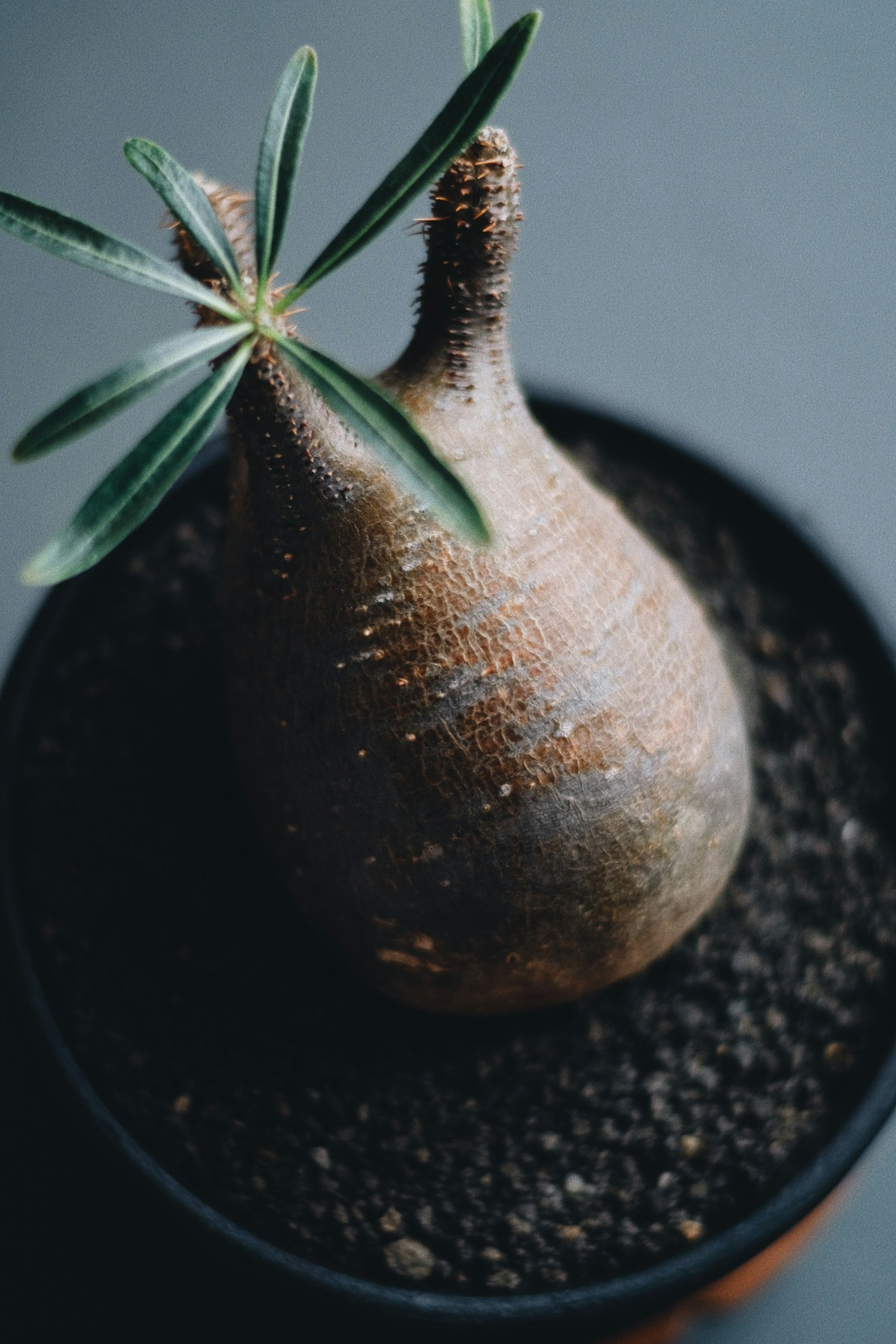 土の中に植えられたユニークな形の植物の根元が見える