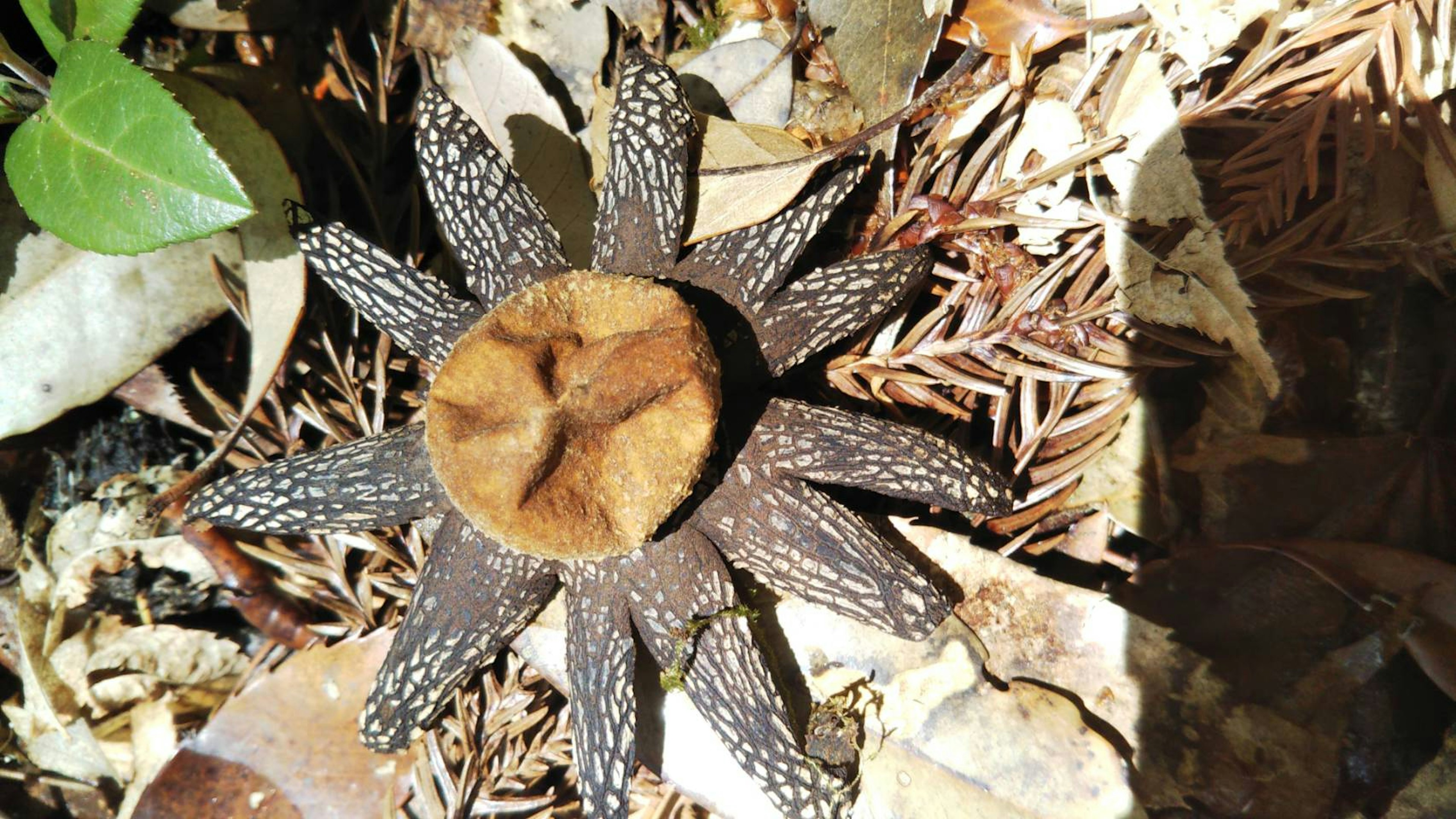 Structure unique en forme de fleur d'une plante au sol