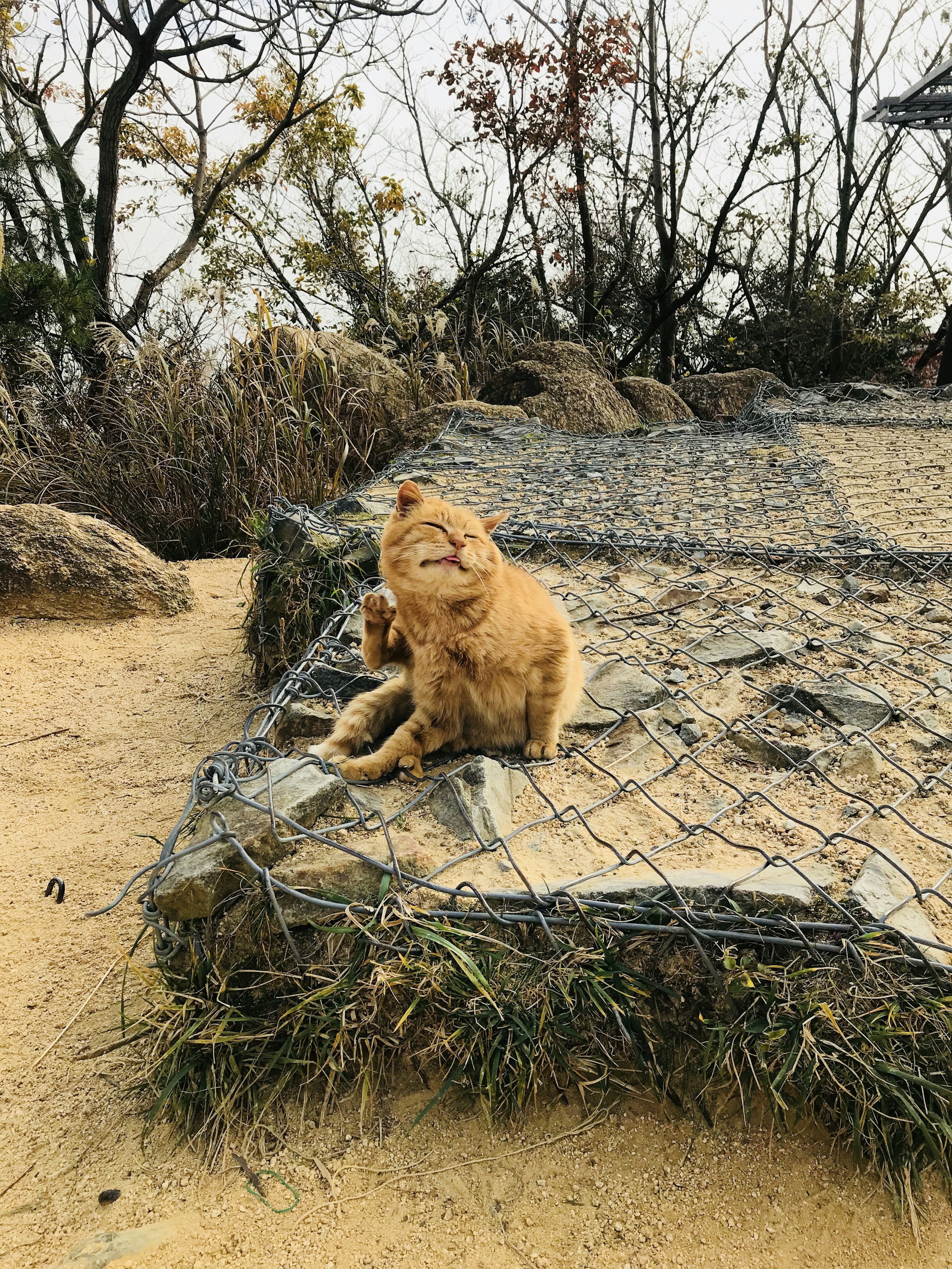 オレンジ色の猫が岩の上で日向ぼっこしている風景