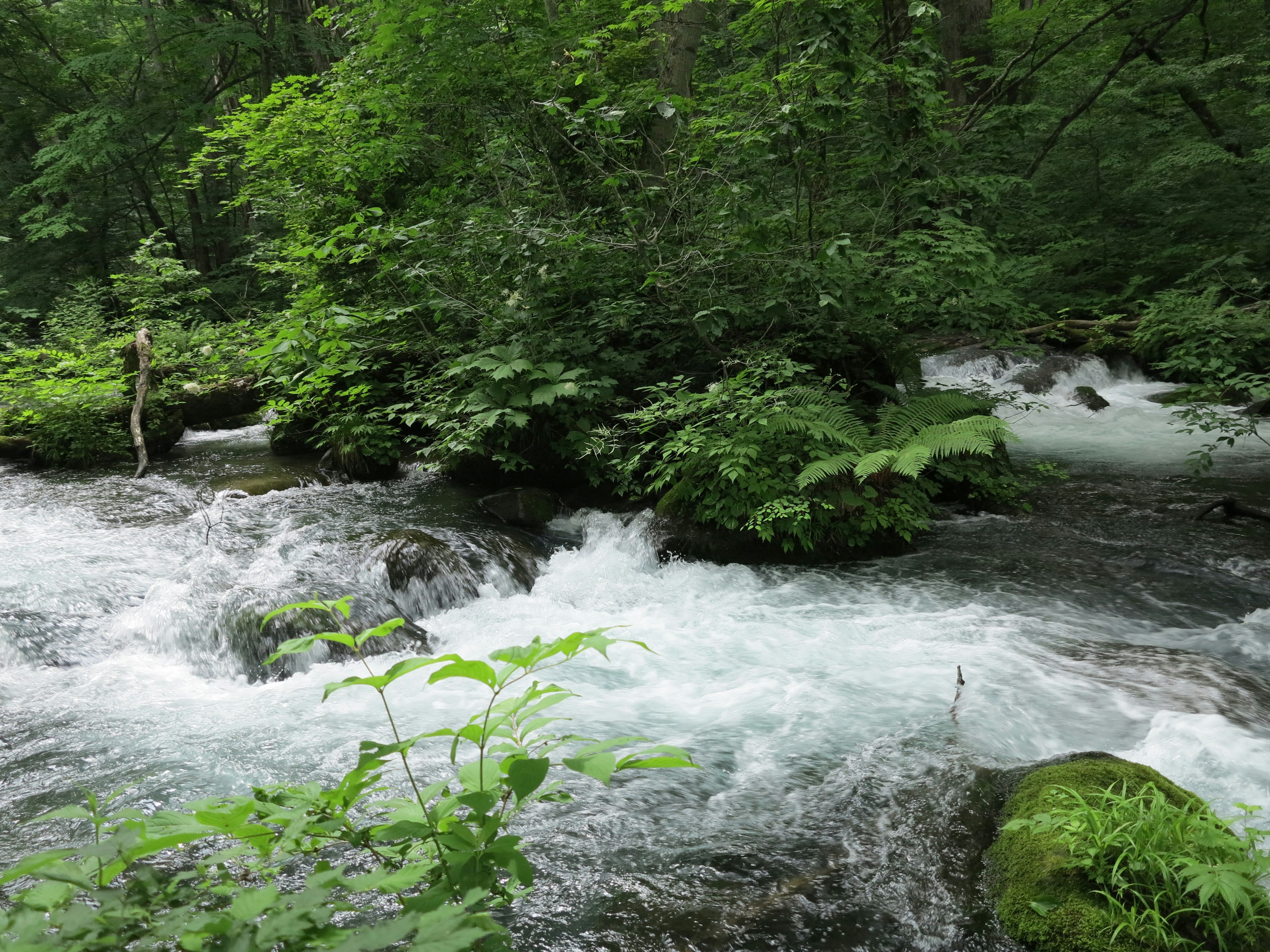 Scenic view of a flowing stream surrounded by lush green forest