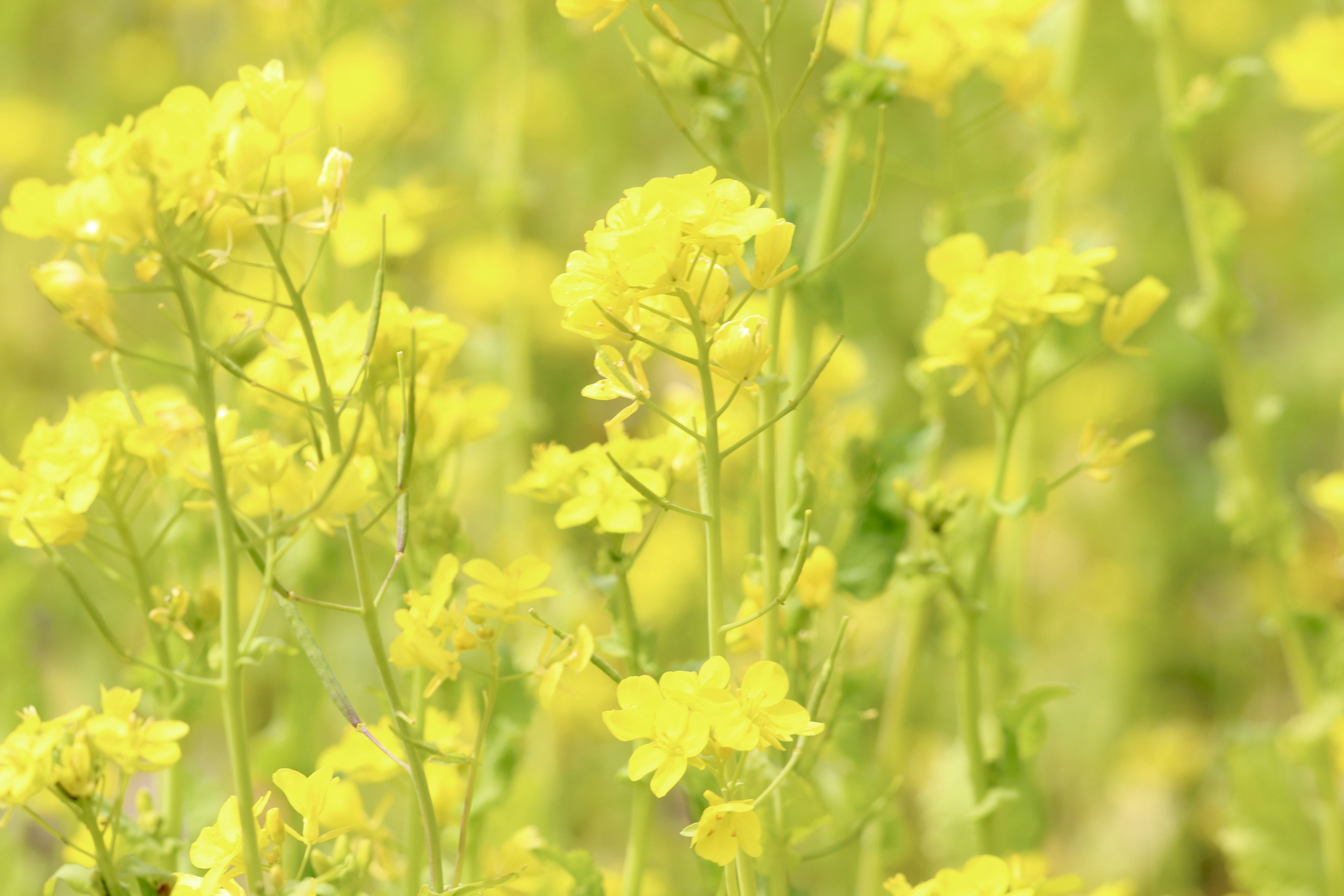 Lebendige gelbe Blumen in einem Rapsfeld