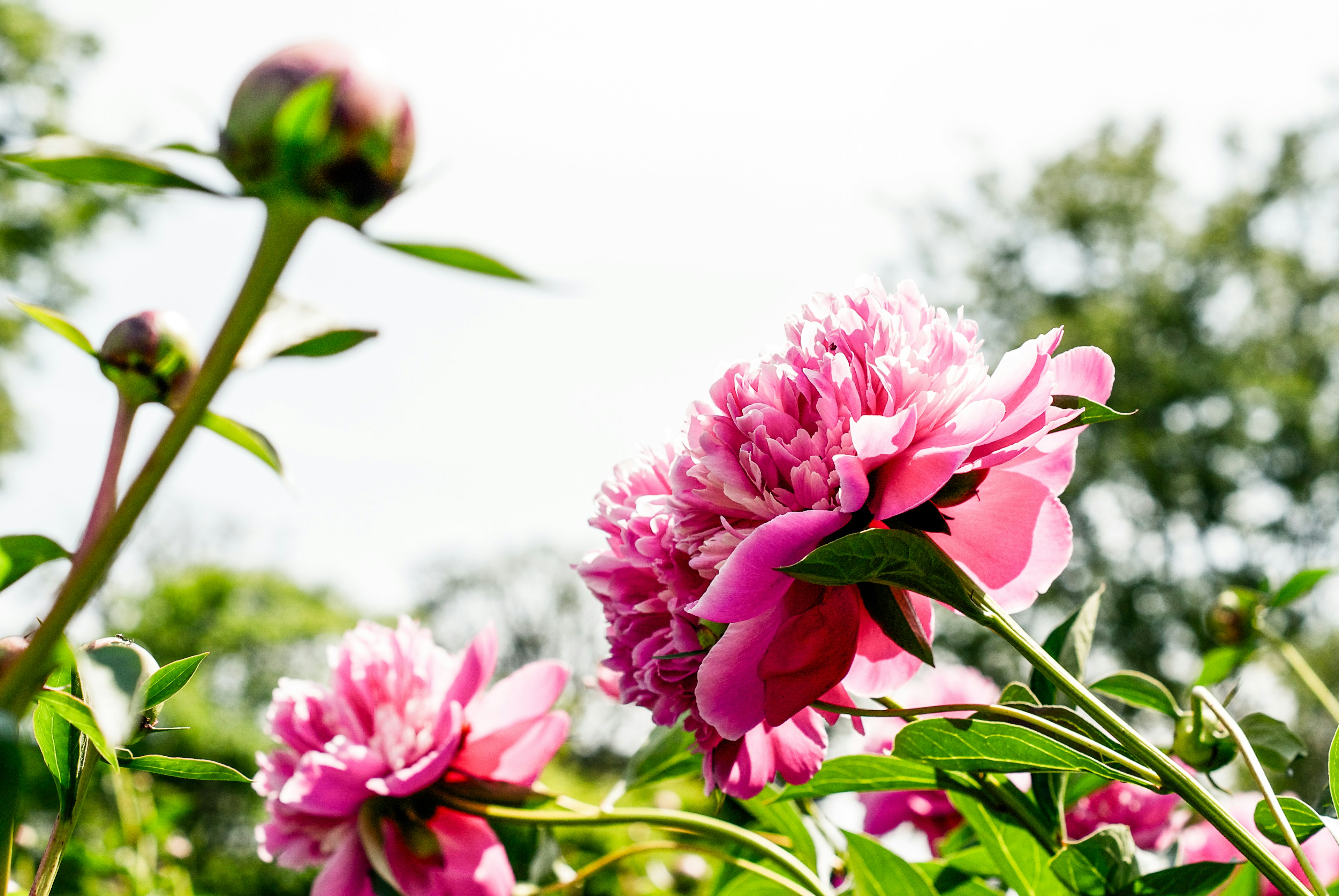 Bunga peony merah muda yang cerah mekar dengan daun hijau subur